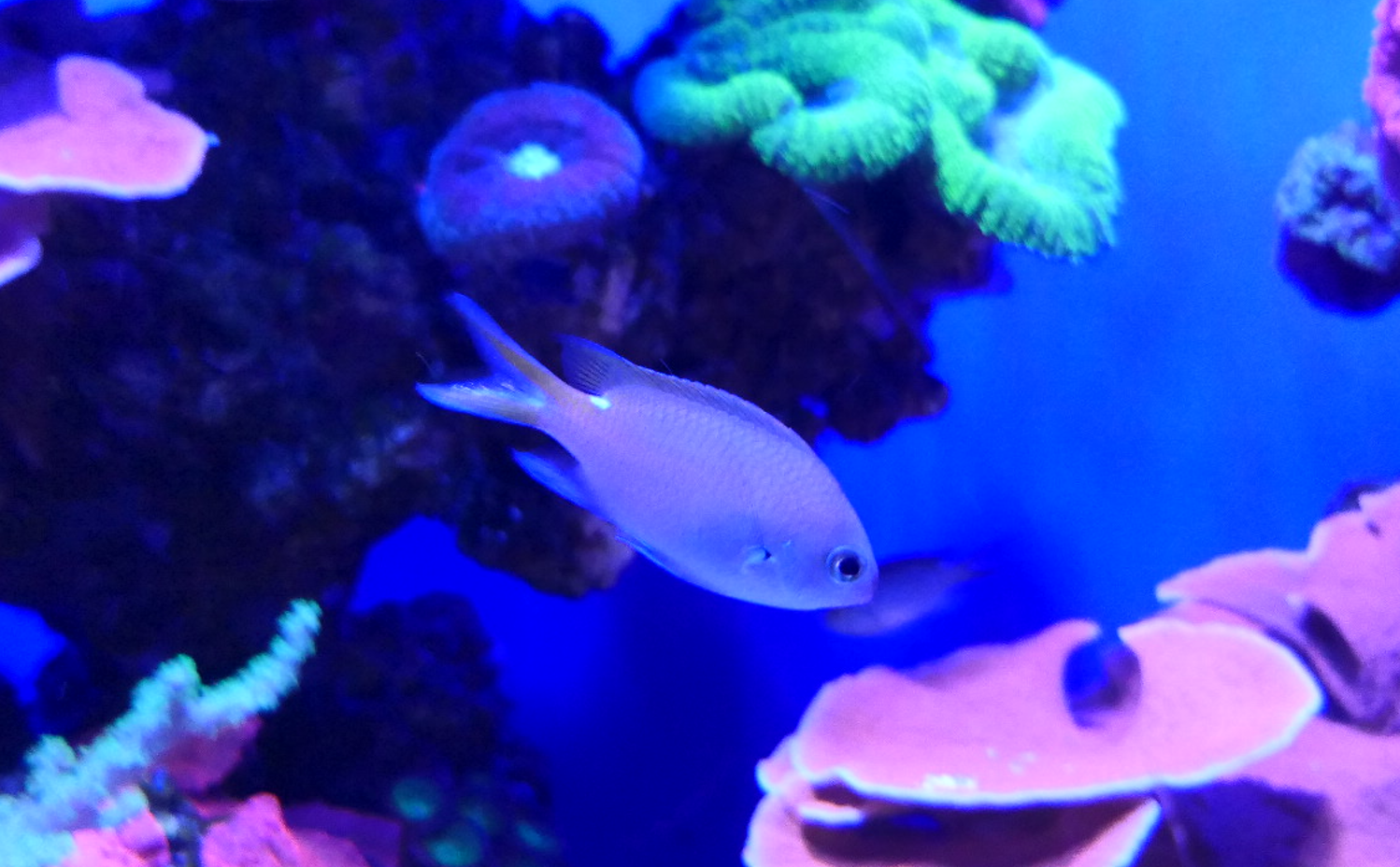 West Australian Puller (Chromis westaustralis)