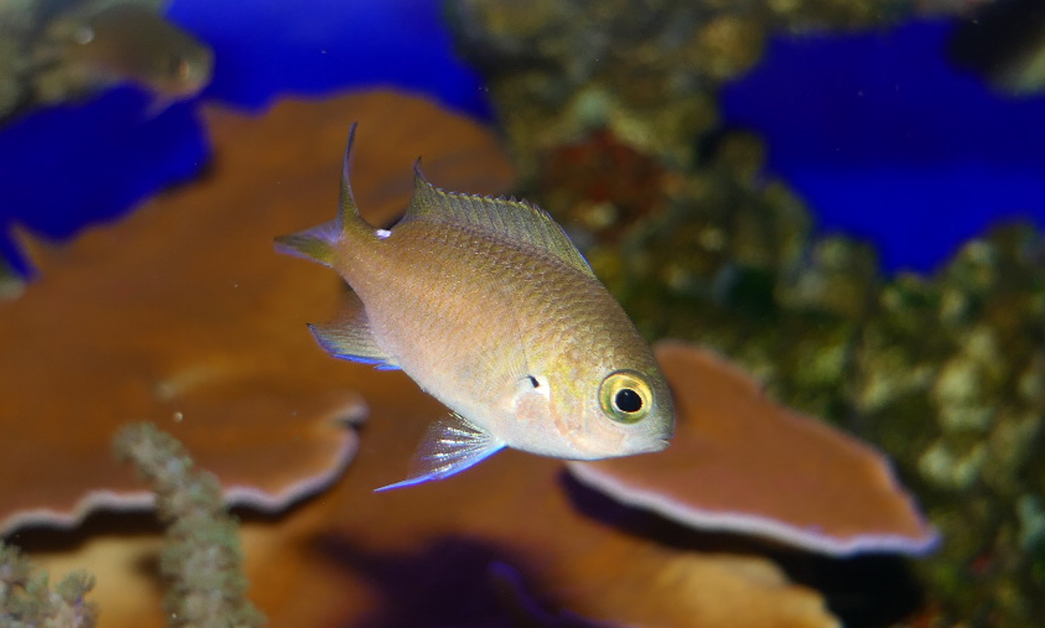 West Australian Puller (Chromis westaustralis)