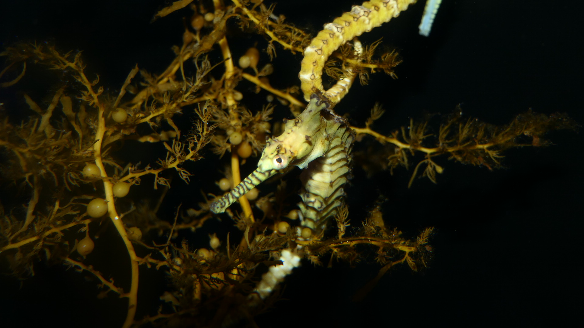 West Australian Seahorse (Hippocampus subelongatus)