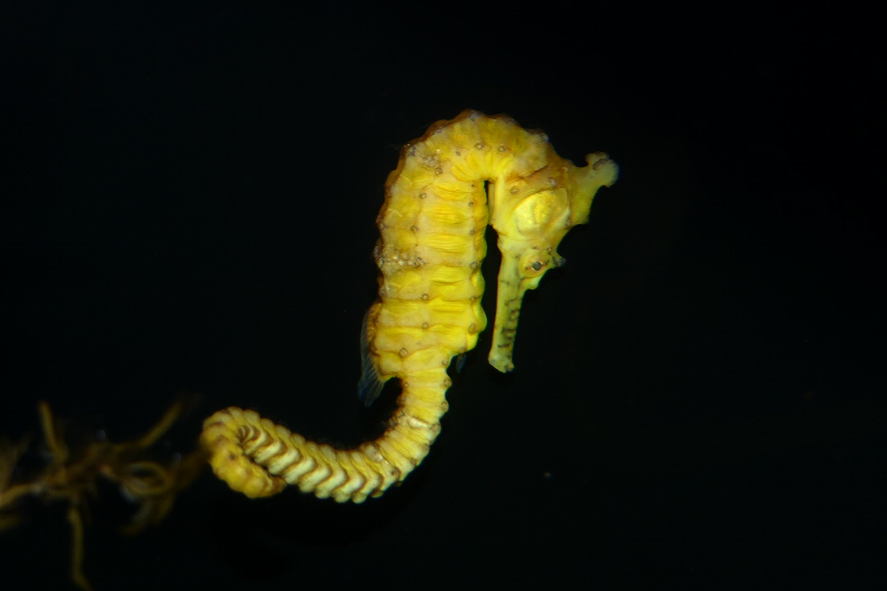 West Australian Seahorse (Hippocampus subelongatus)