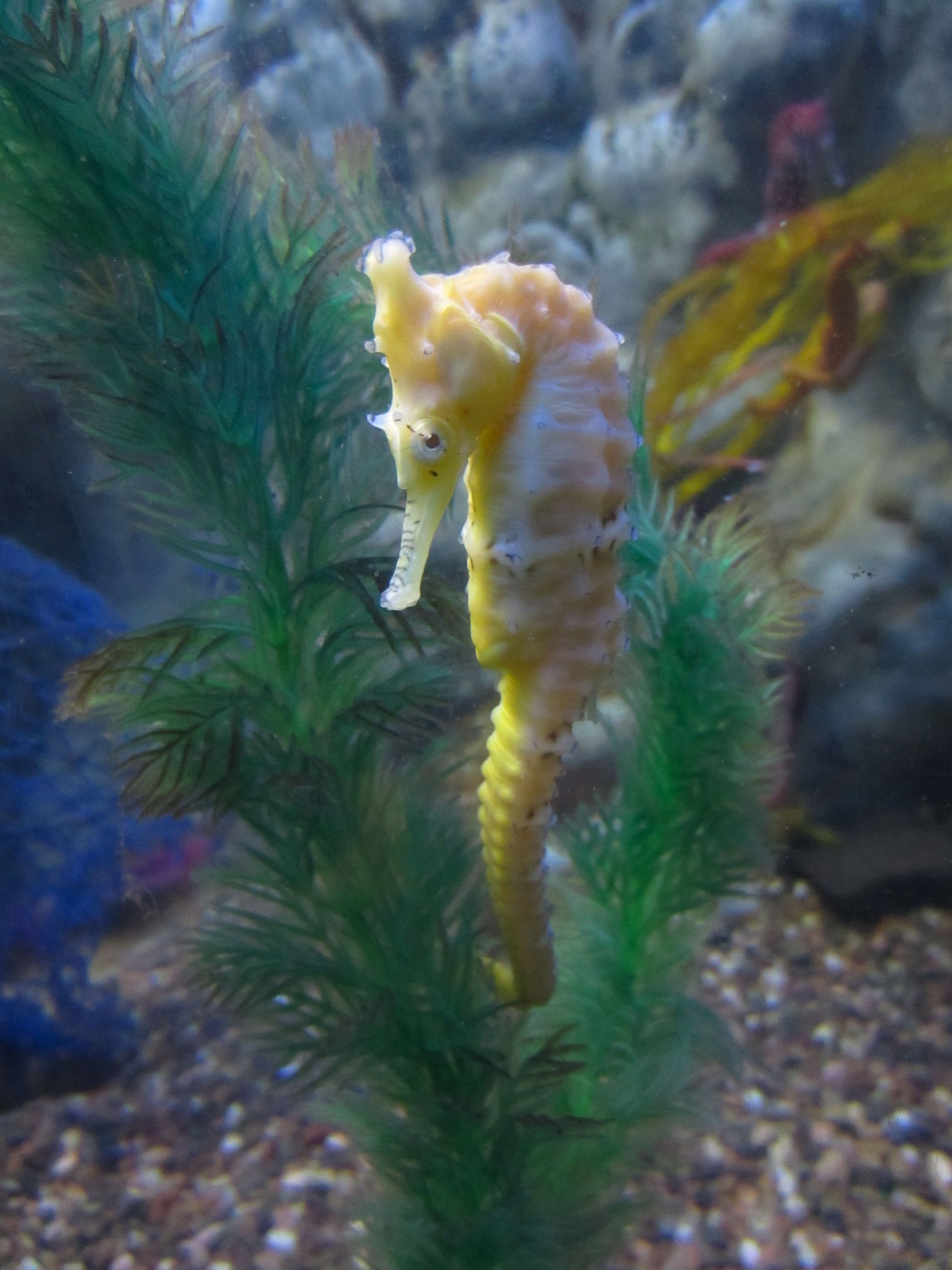 West Australian Seahorse