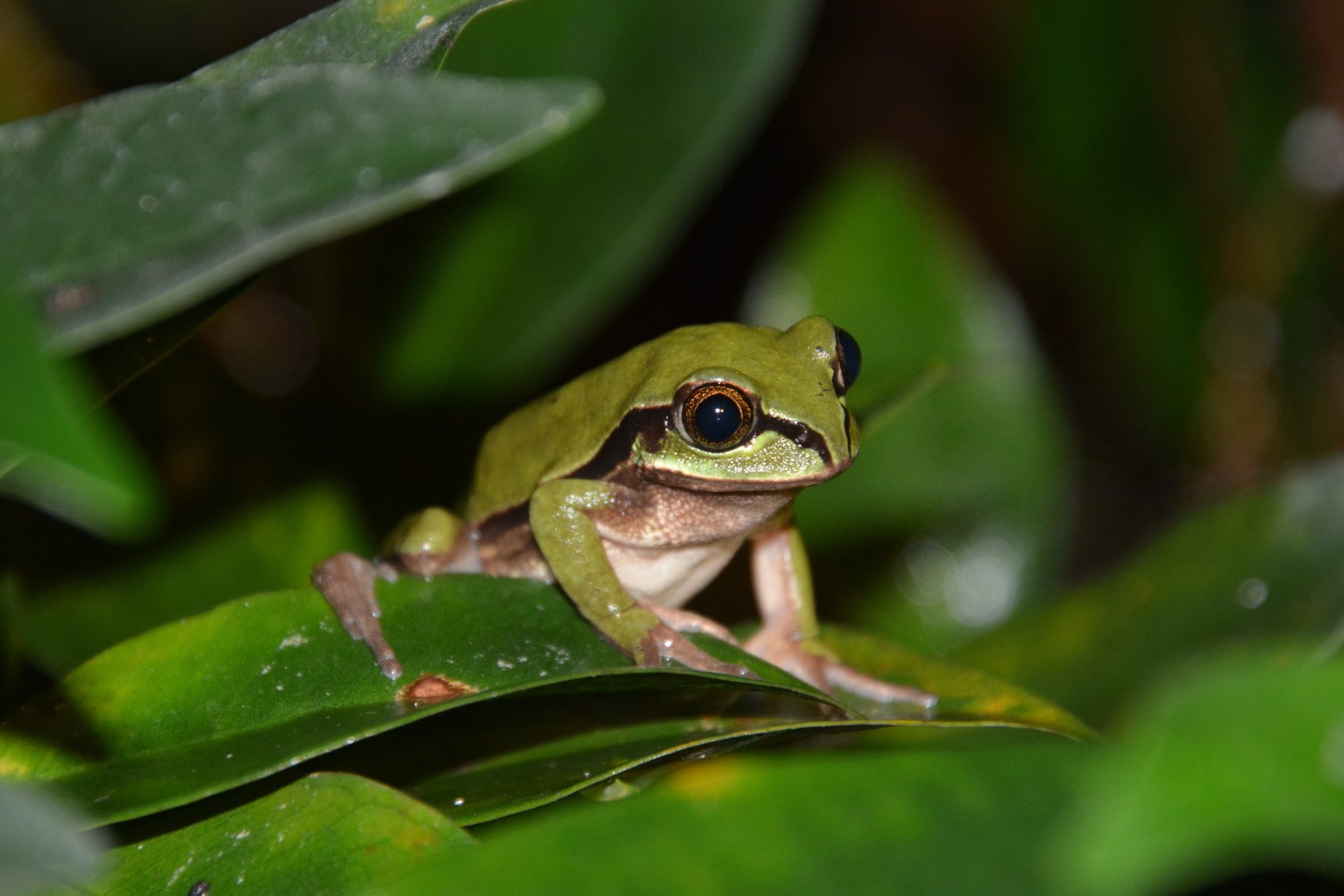 West Cameroon forest treefrog (Leptopelis nordequatorialis)