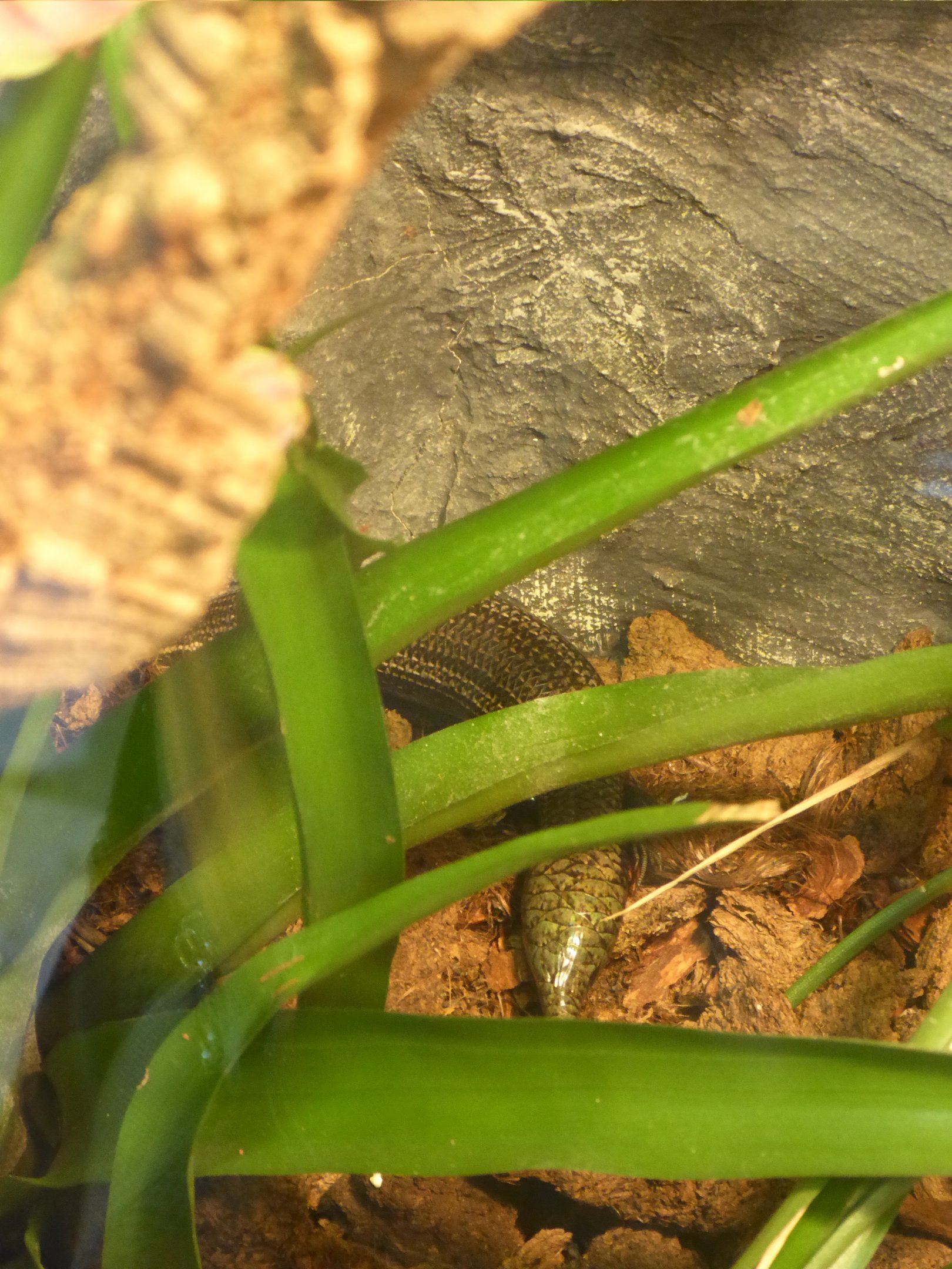West Canary Skink (Chalcides viridanus viridanus) at Zoo Wroclaw - 26 September 2019