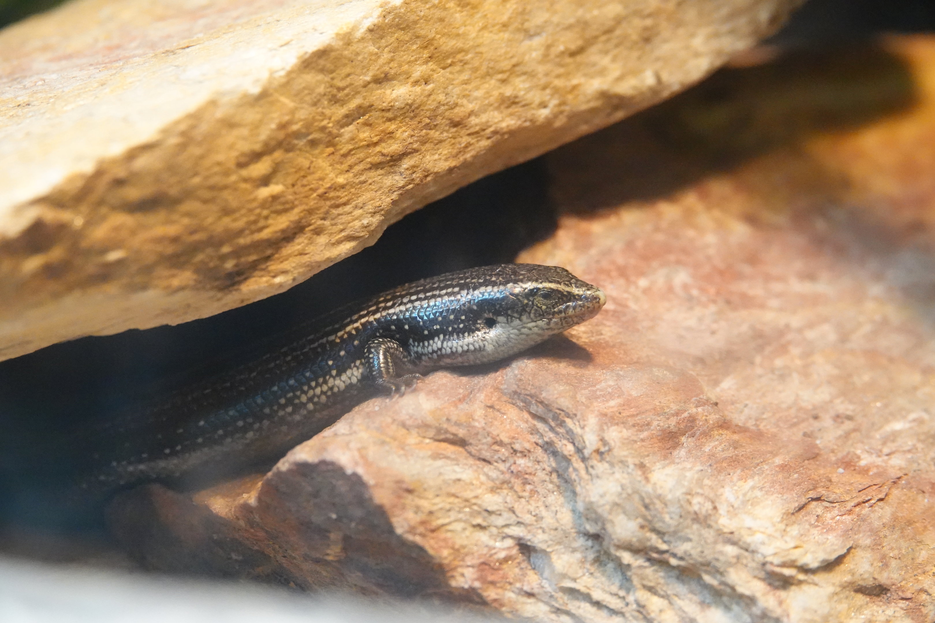 West canary skink