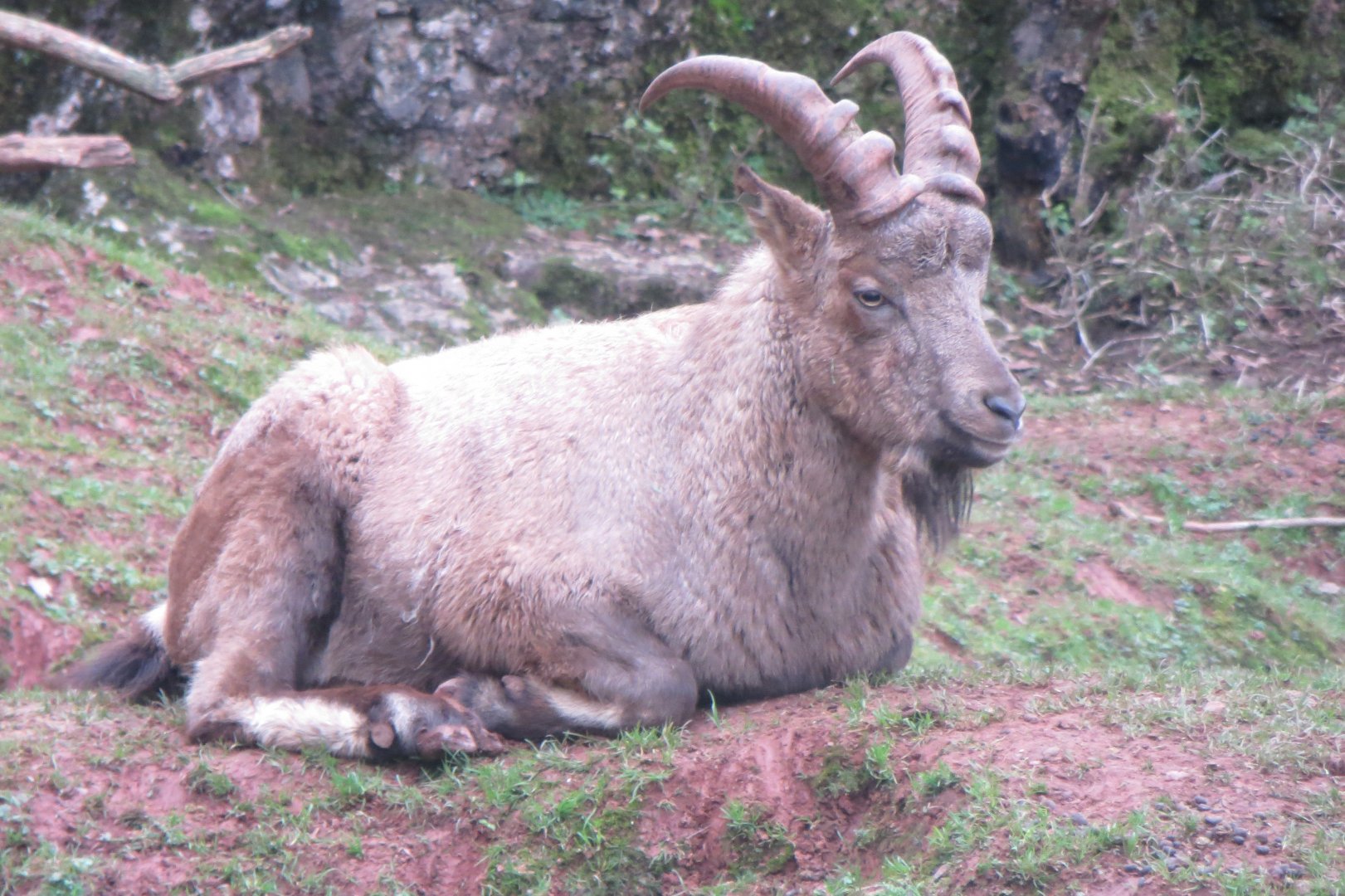 West Caucasian tur 050119