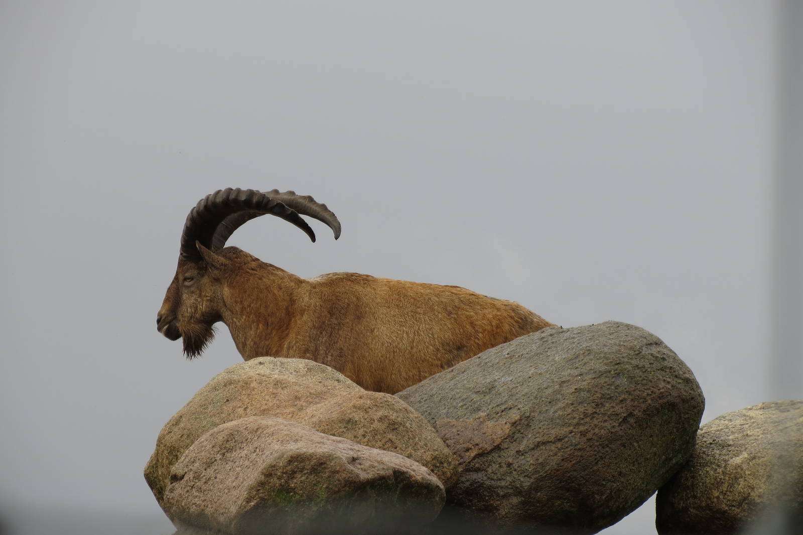 West Caucasian Tur 101012