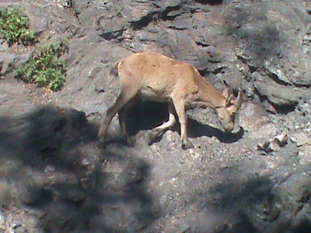 west caucasian tur 140911