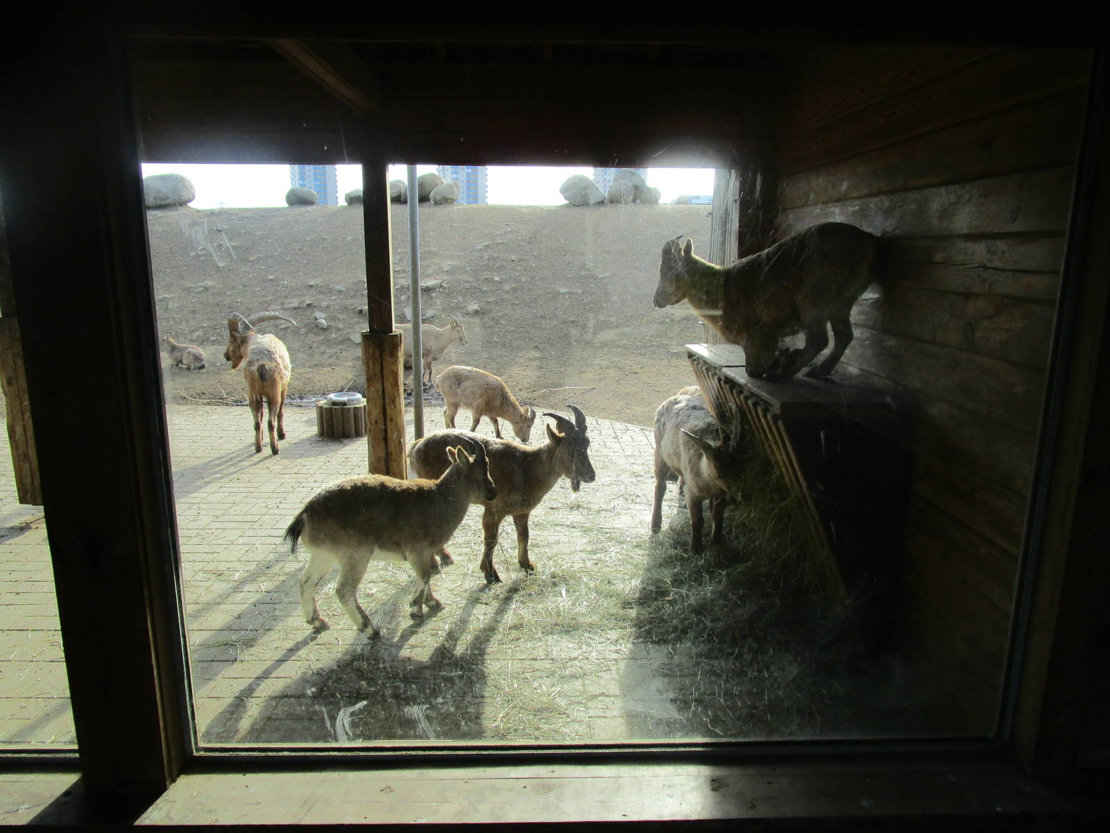 West Caucasian Tur - 25/03/15