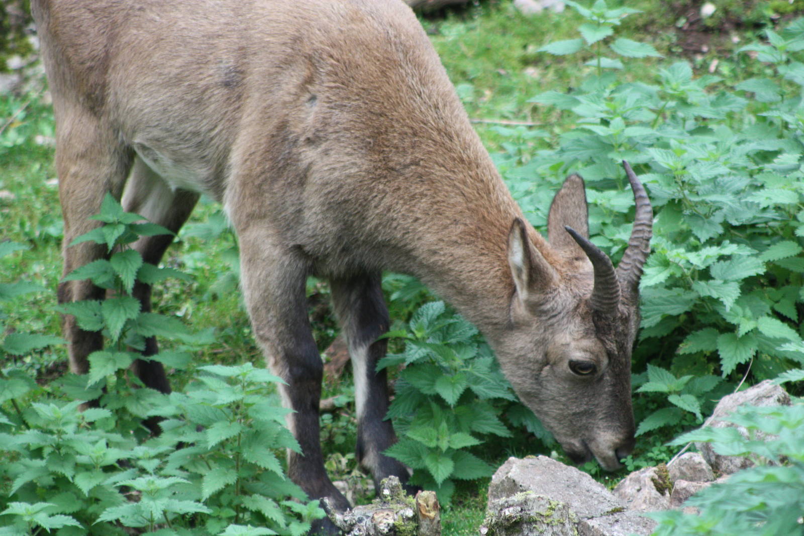 West Caucasian Tur, 27th September 2013