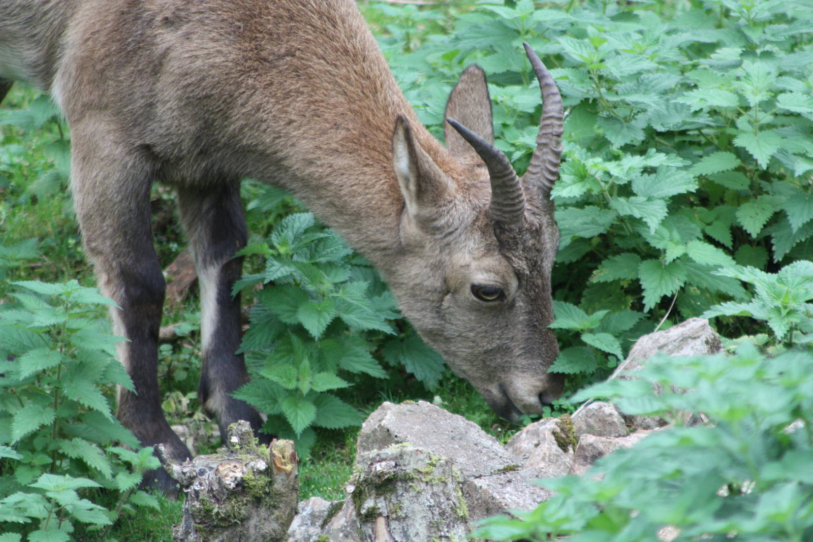 West Caucasian Tur, 27th September 2013