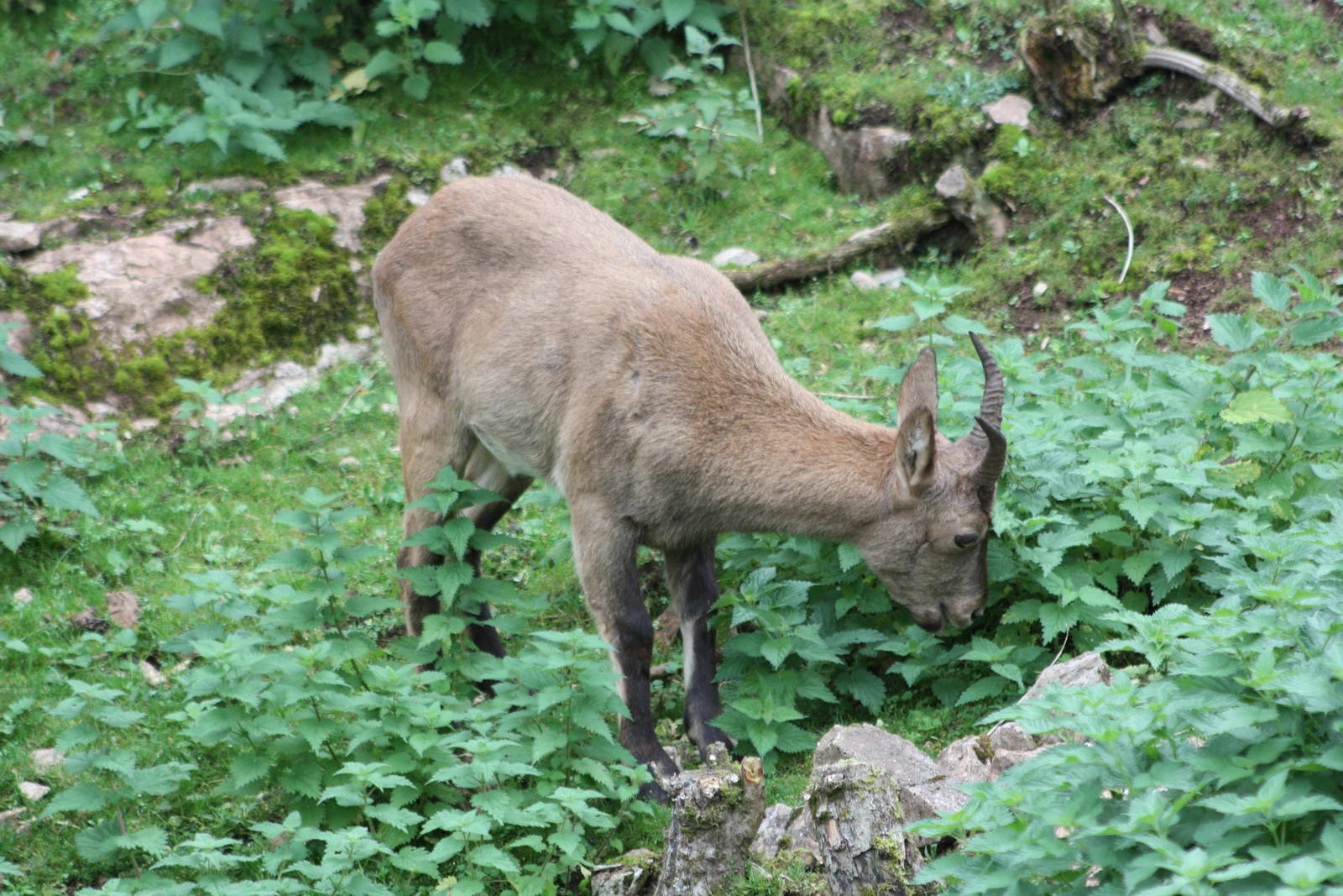 West Caucasian Tur, 27th September 2013