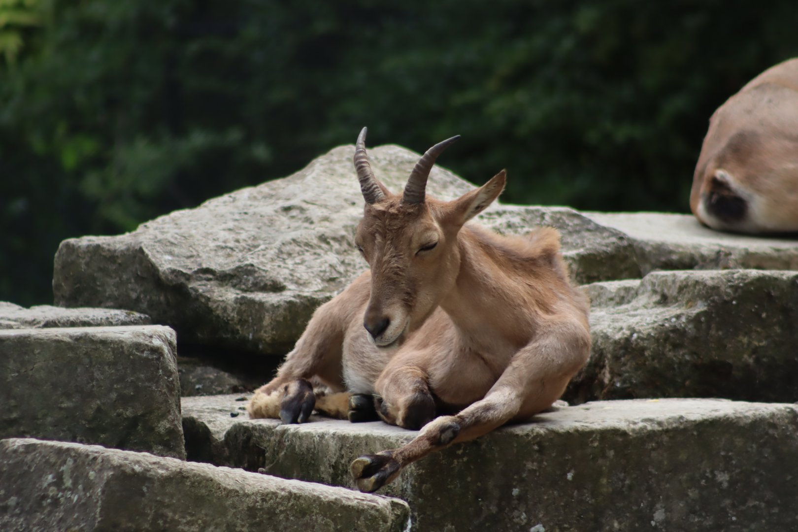 West Caucasian Tur - 6th July 2024