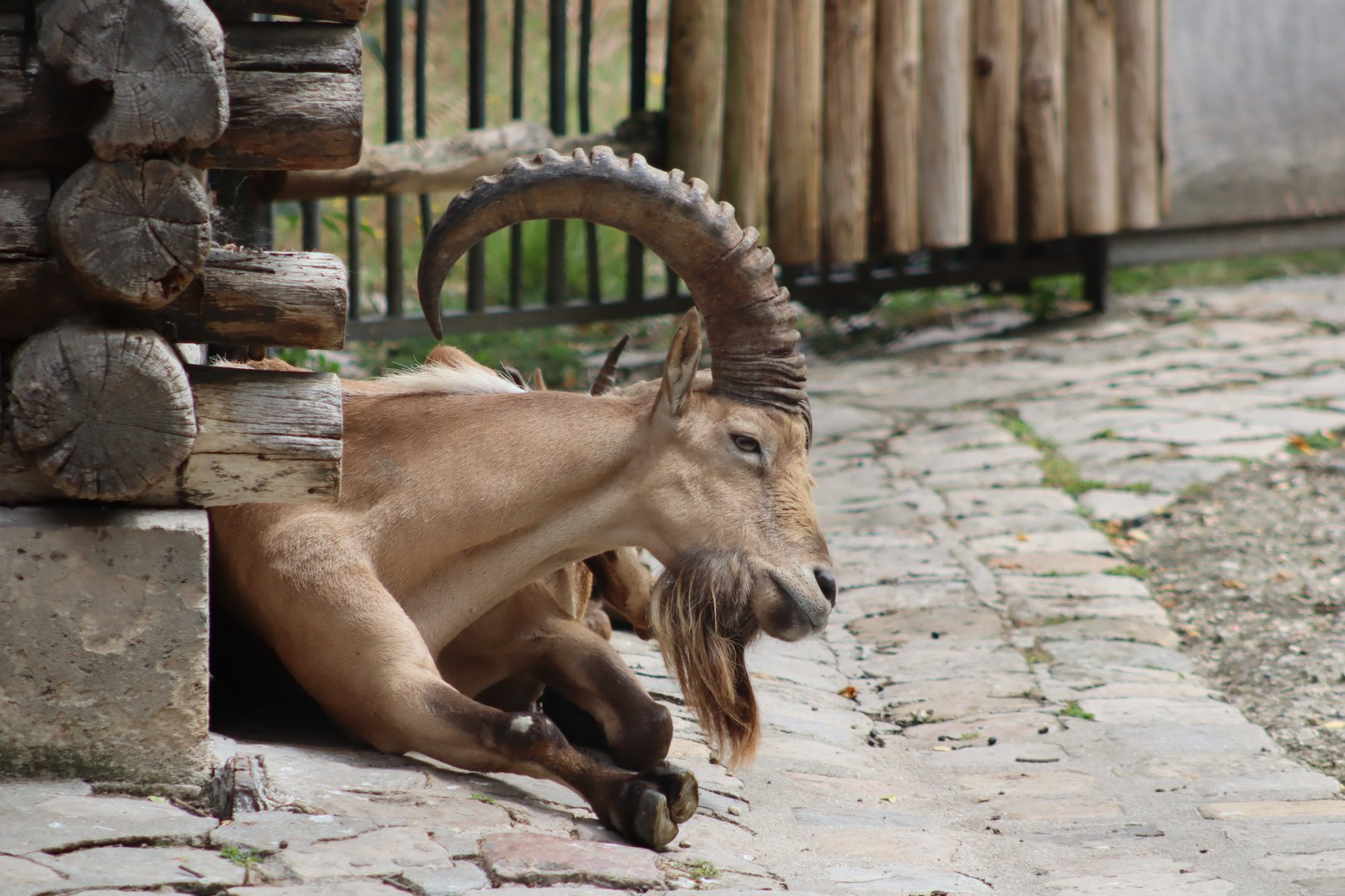 West Caucasian Tur - 6th July 2024
