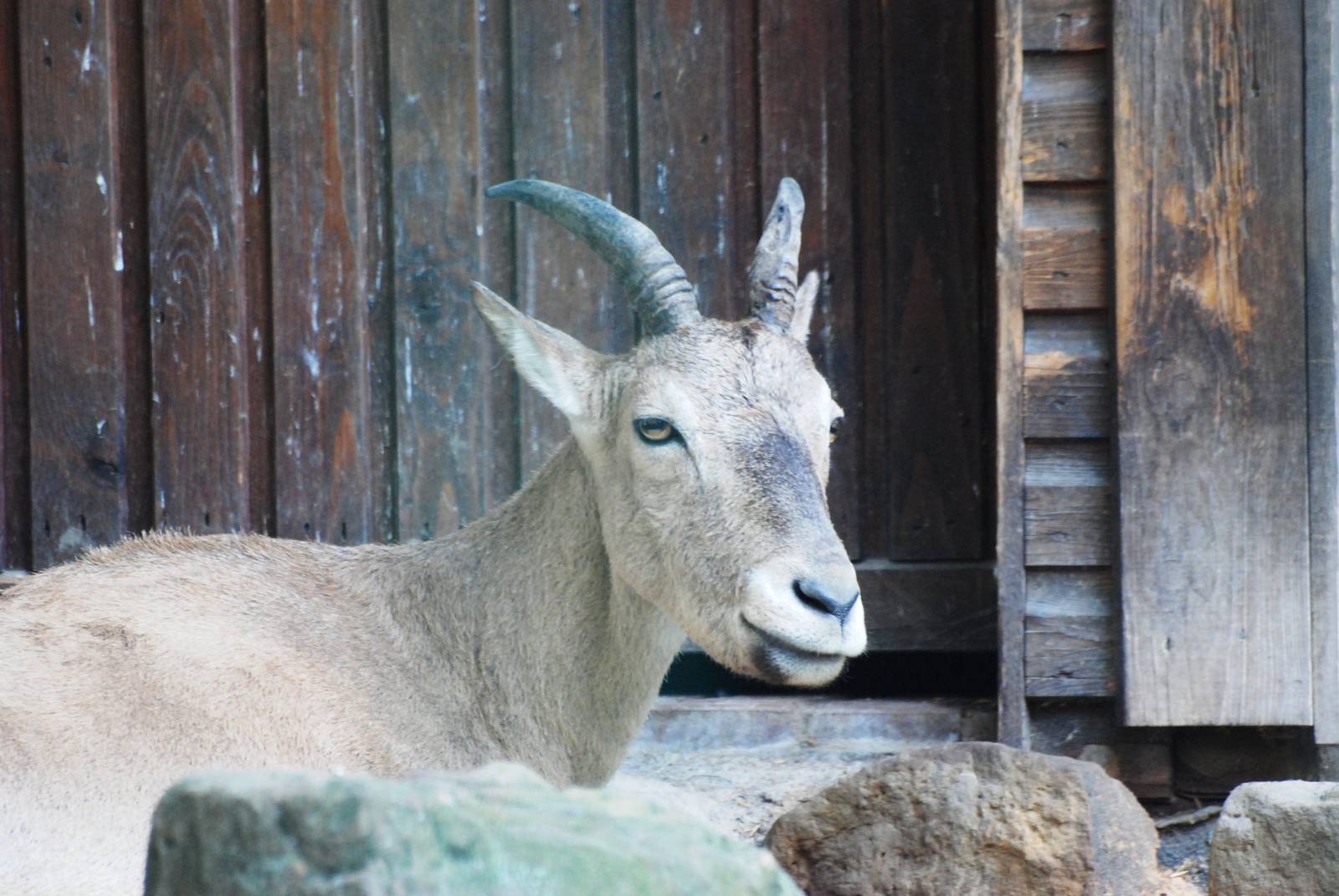 West Caucasian Tur at Dresden, 29/08/12