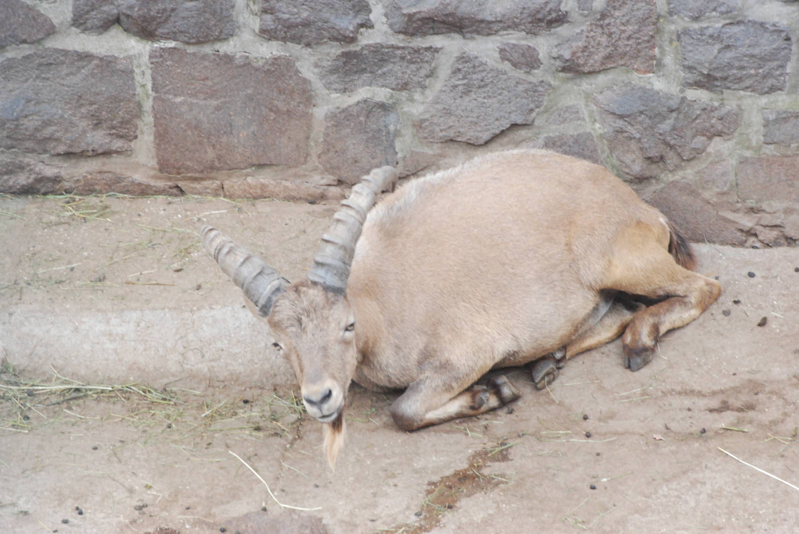 West Caucasian Tur at Halle, 04/09/11