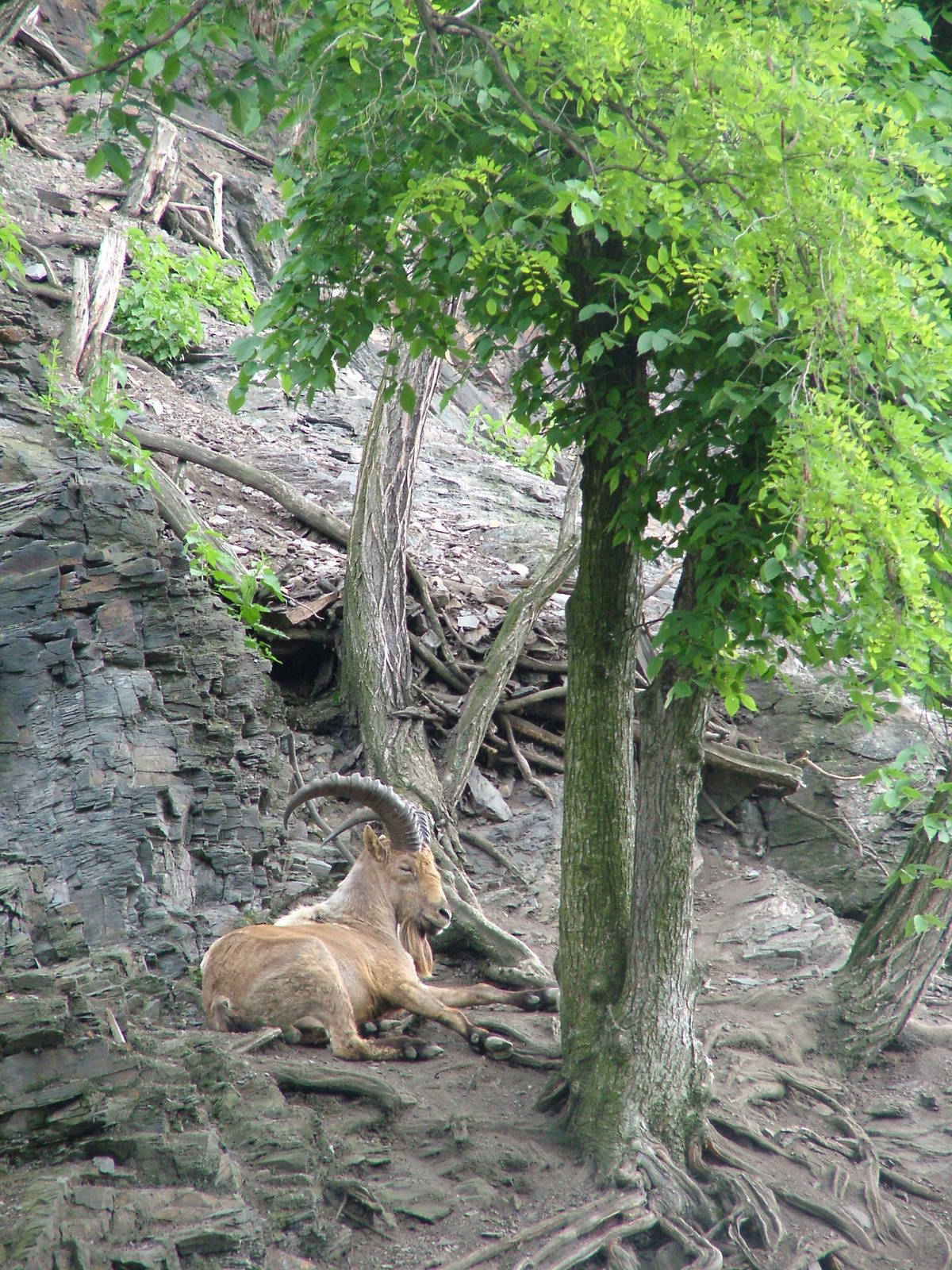 West Caucasian Tur at Prague, 24/05/10