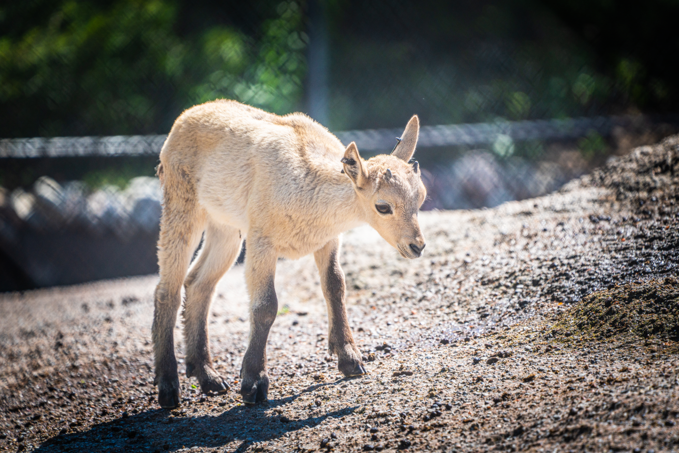 West Caucasian Tur Calf