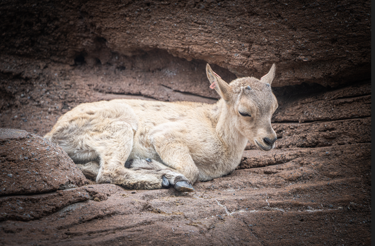 West Caucasian Tur calf