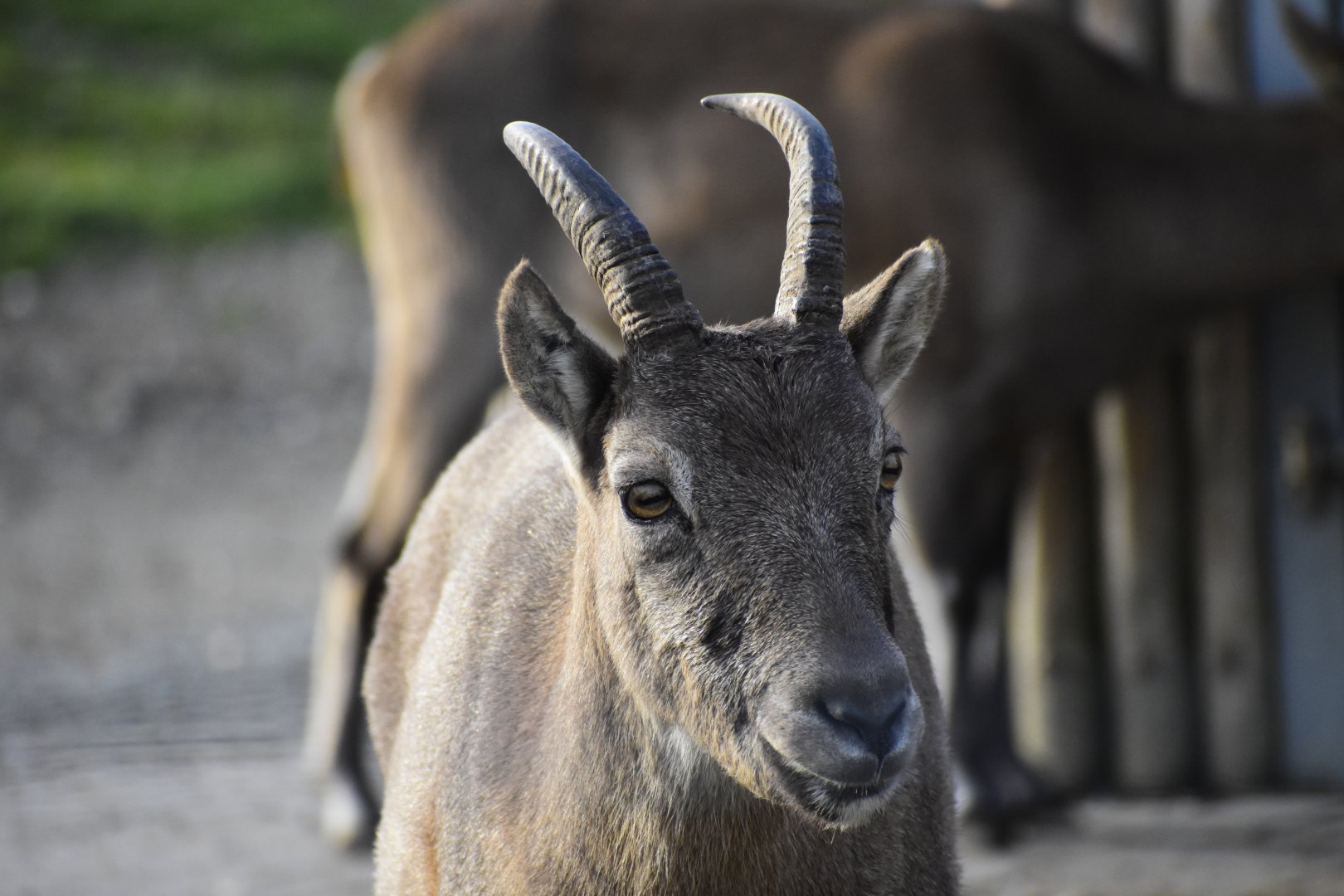 West Caucasian tur (Capra caucasica) in Zoo Tallinn