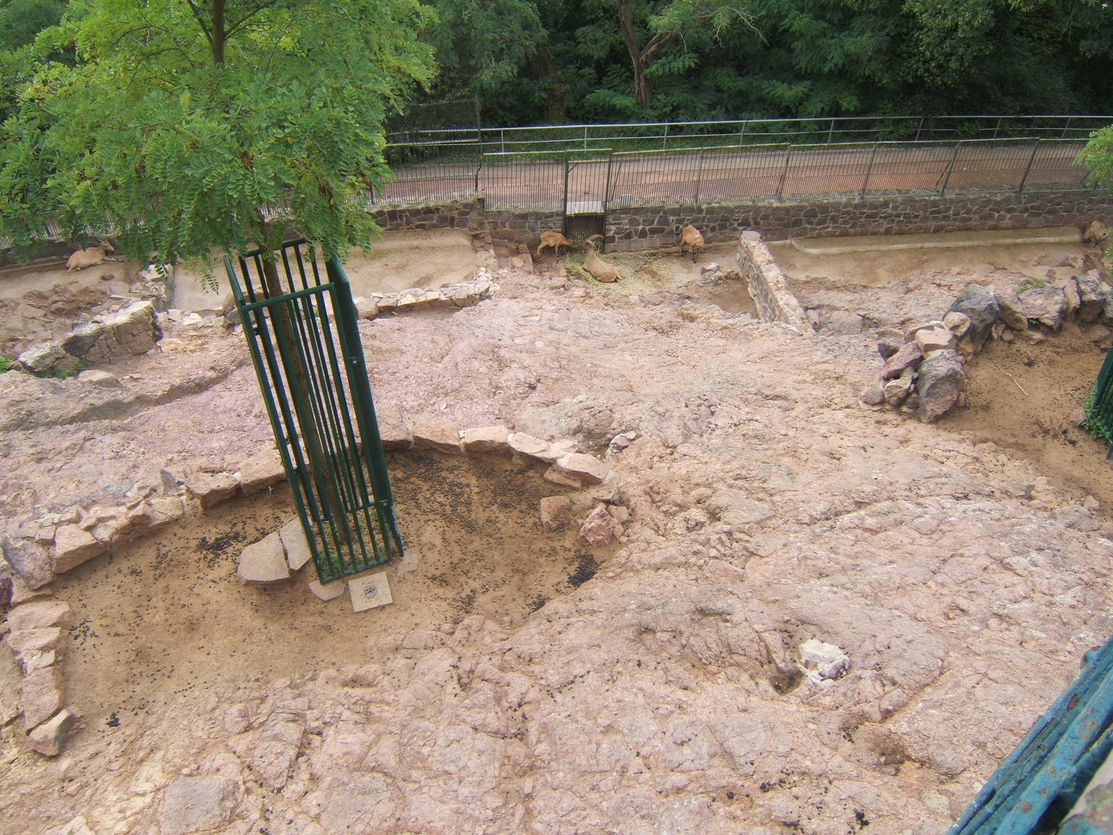 West Caucasian Tur (Capra caucasica)