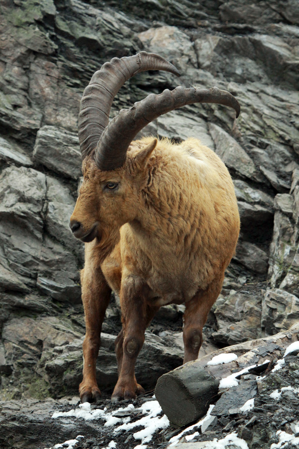 West Caucasian Tur (Capra caucasica)