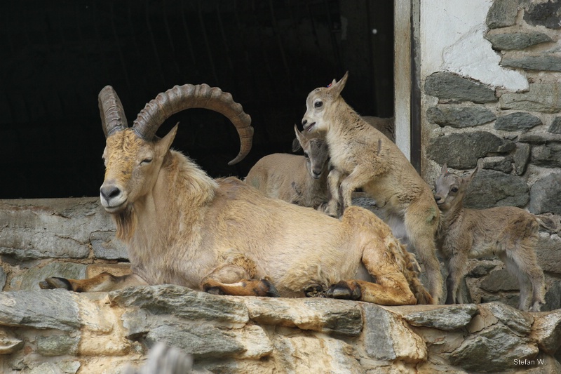 West Caucasian tur (Capra caucasica)