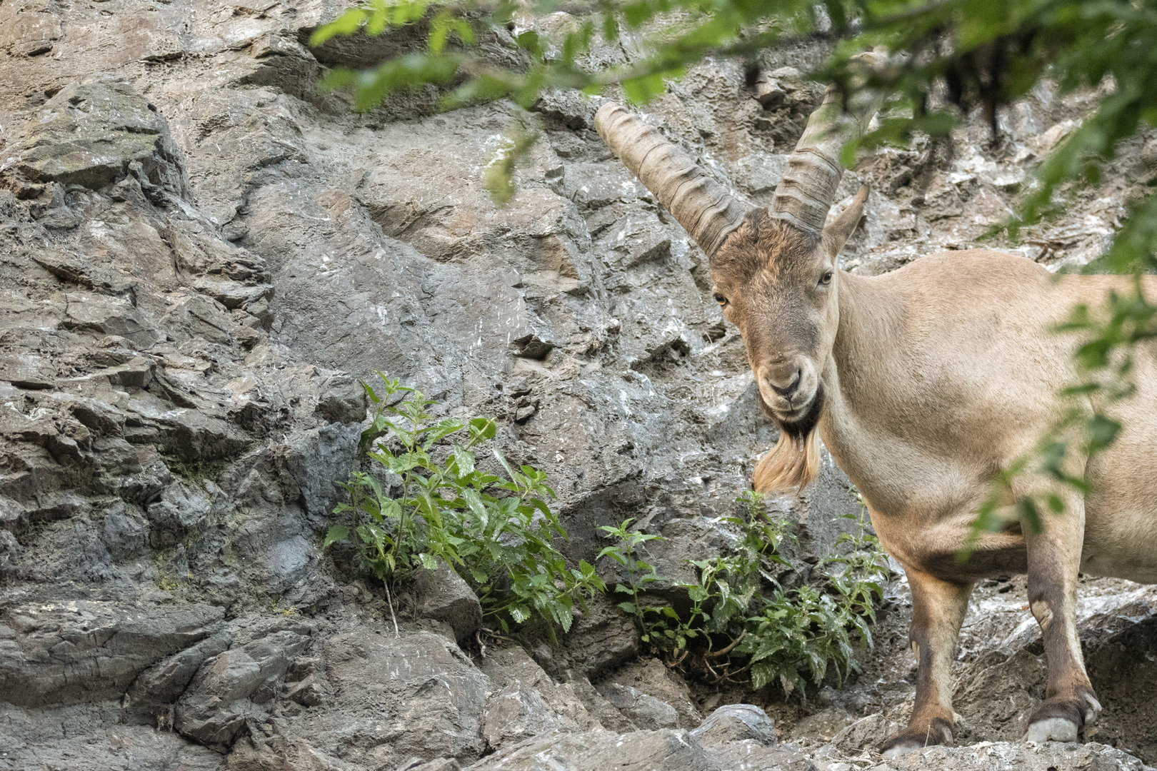 West caucasian tur (Capra caucasica)