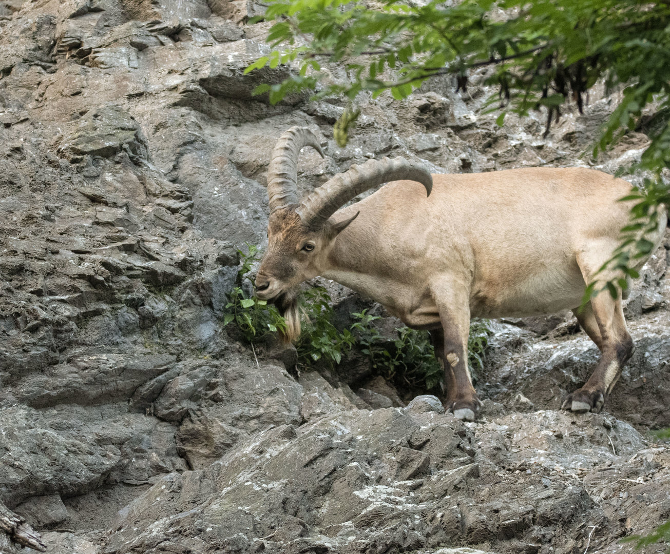 West caucasian tur (Capra caucasica)