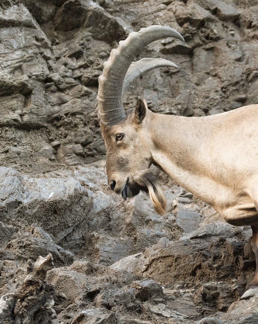West caucasian tur (Capra caucasica)