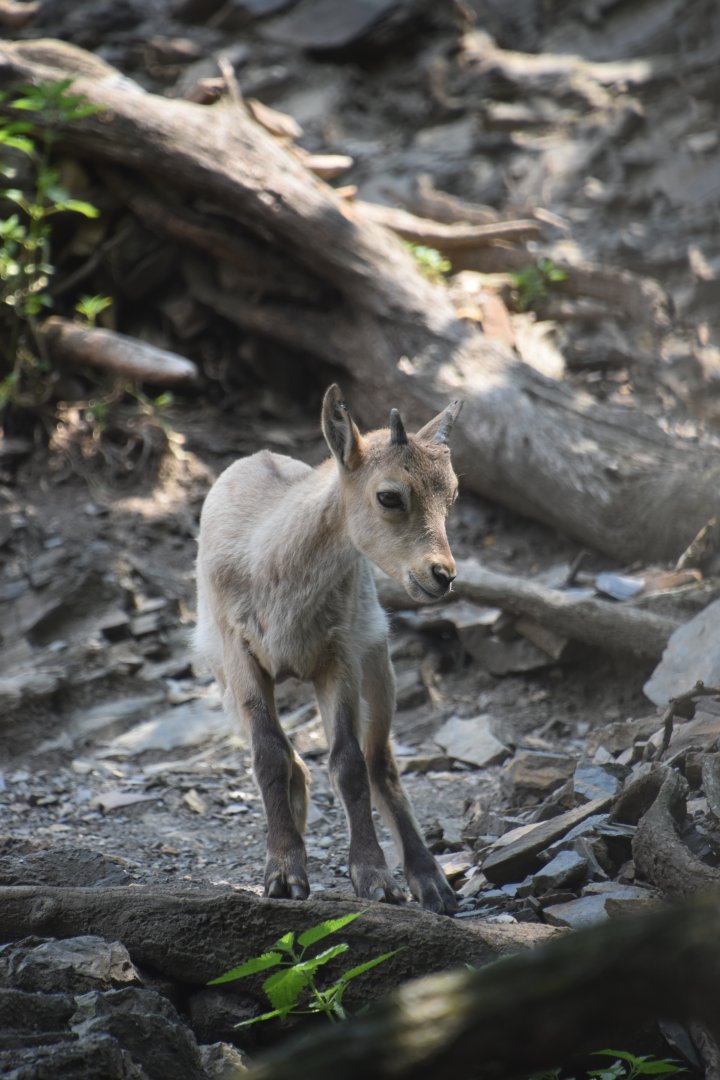 West Caucasian tur, Capra caucasica