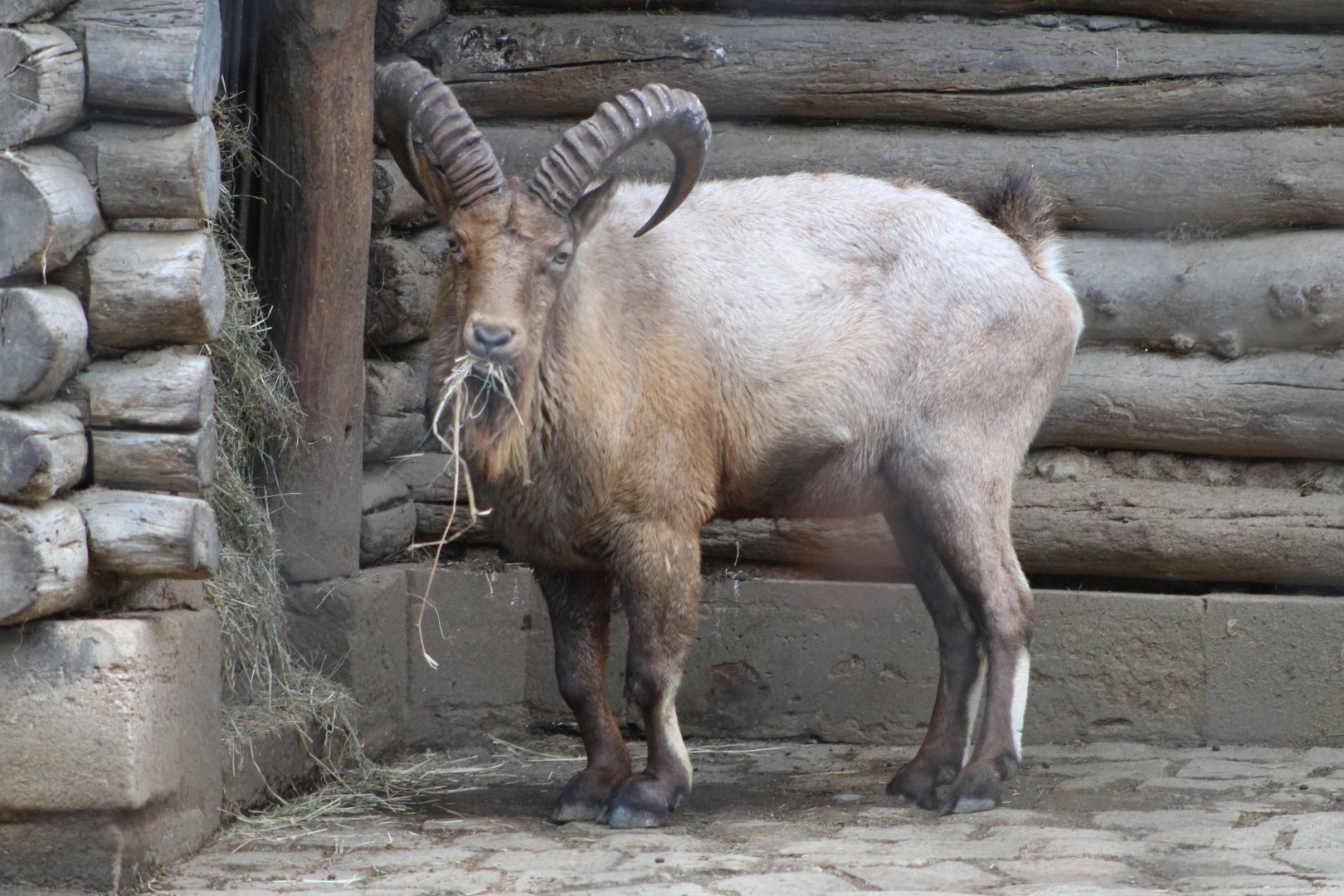 West Caucasian Tur (Capra caucasica)