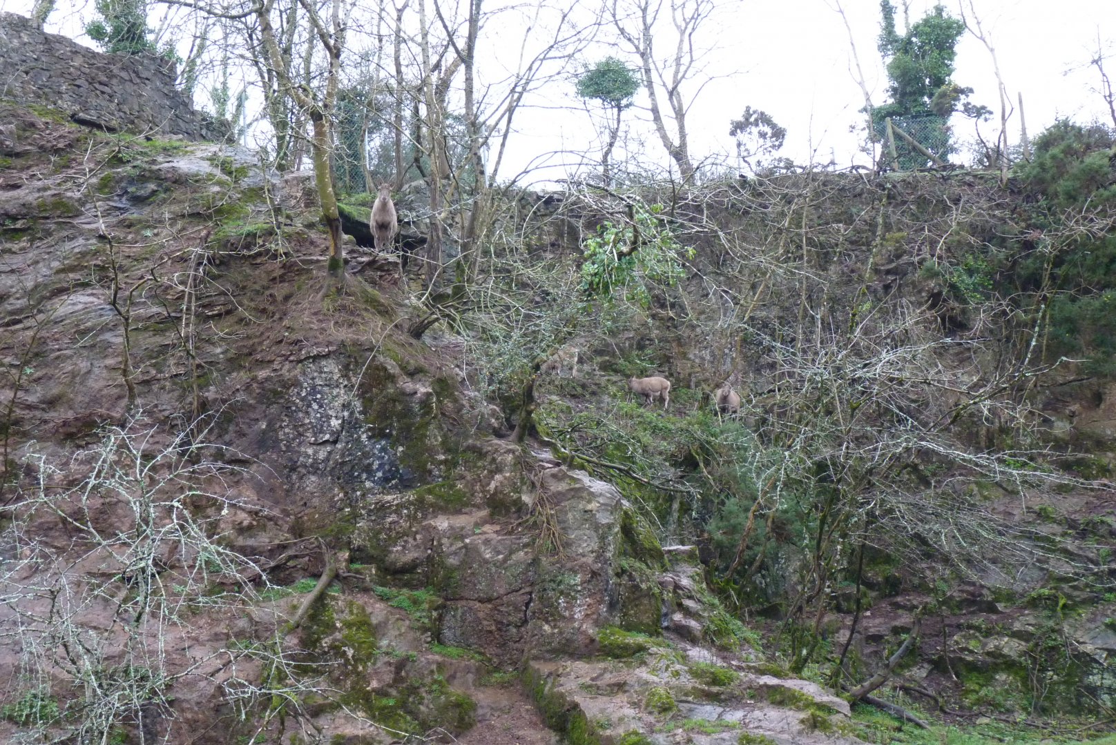 West Caucasian Tur, December 2016