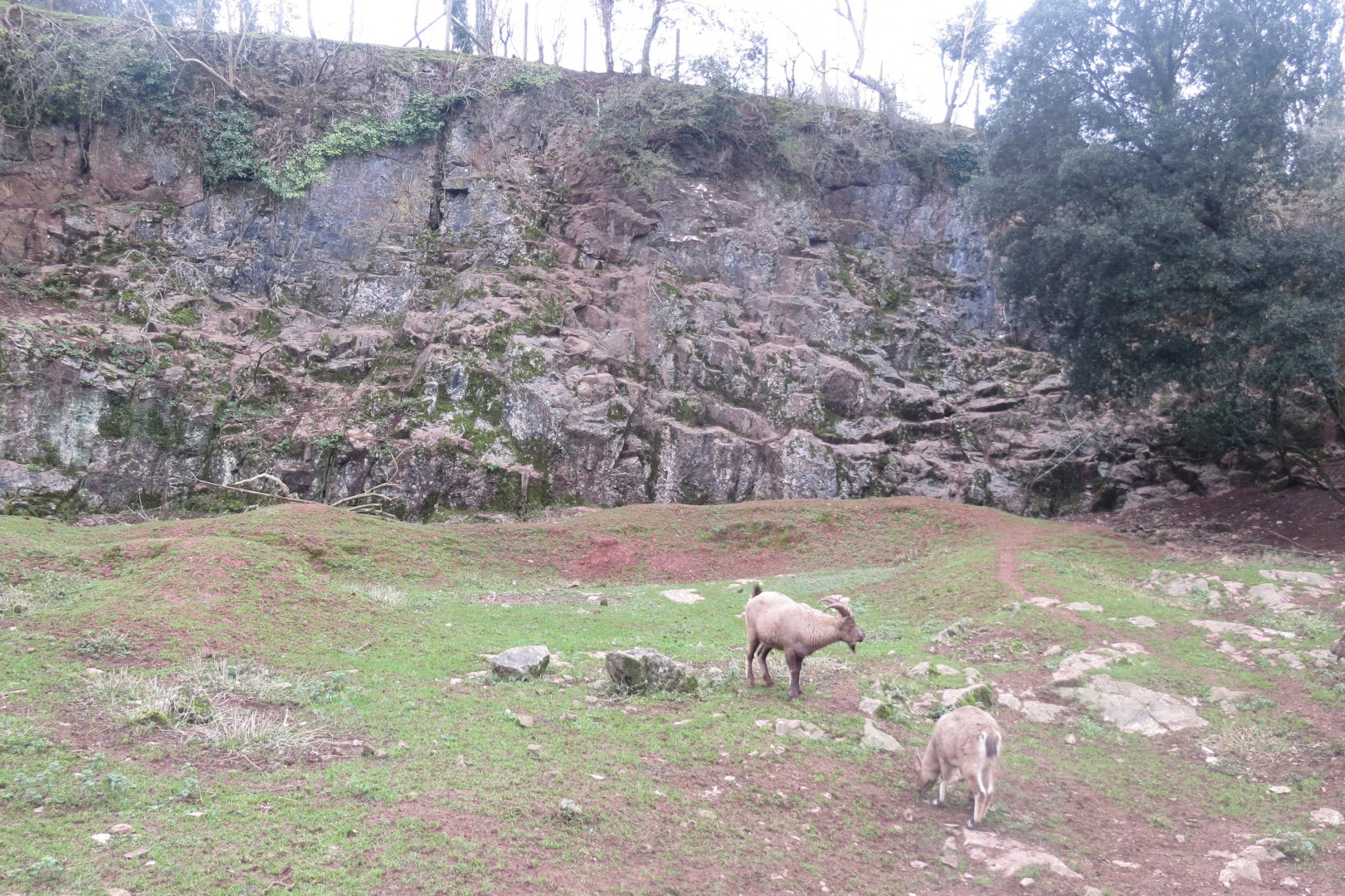 West Caucasian tur enclosure 050119