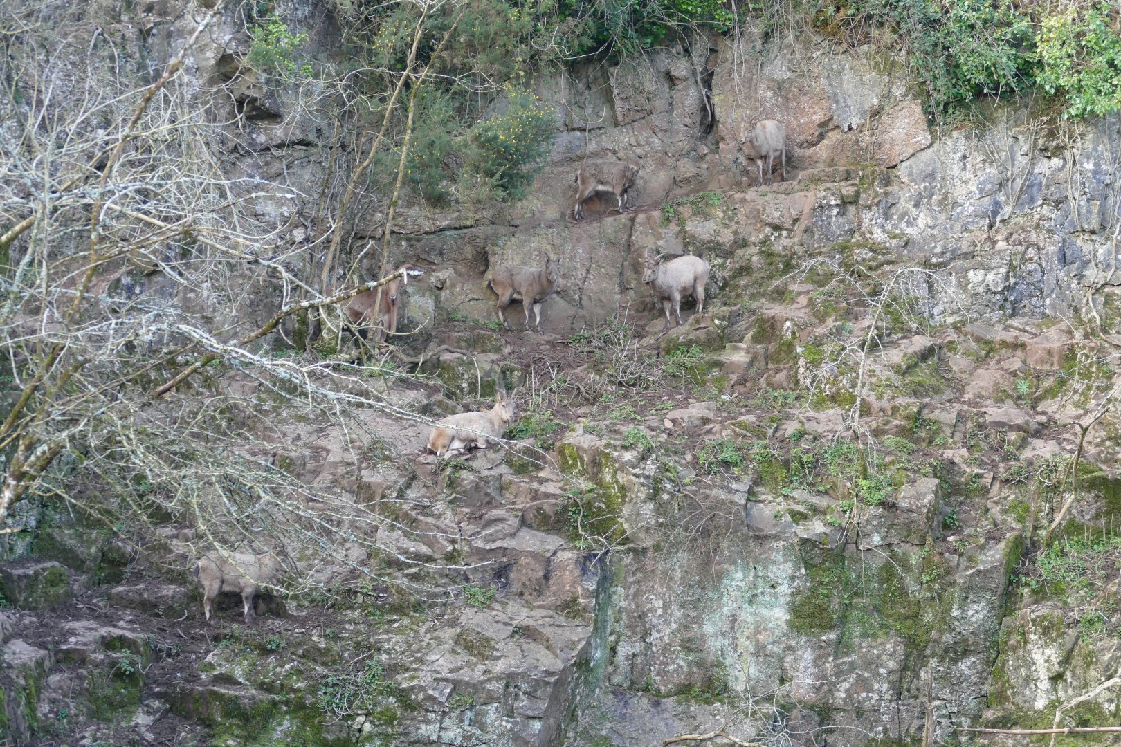 West Caucasian Tur enclosure, February 2018