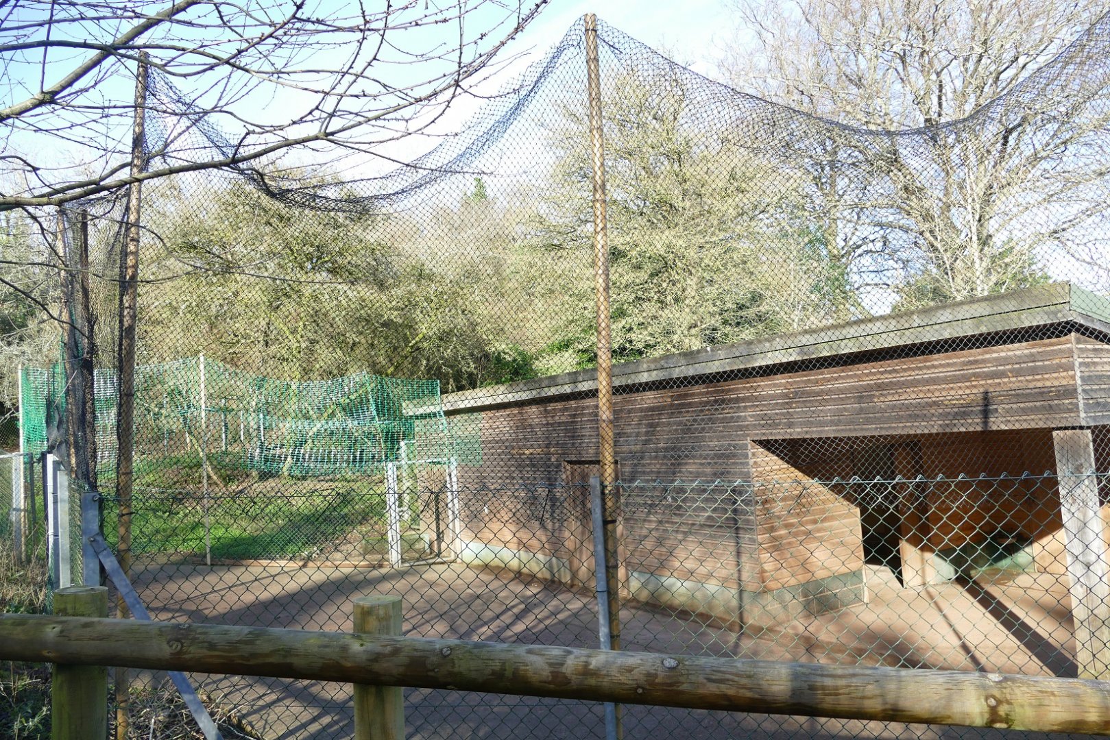 West Caucasian Tur enclosure, February 2019