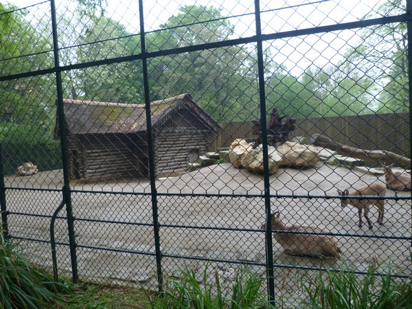 West-Caucasian tur enclosure