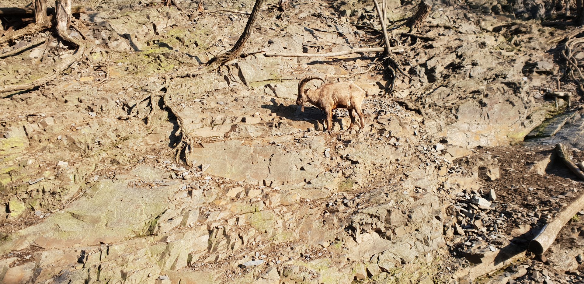 West Caucasian Tur enclosure