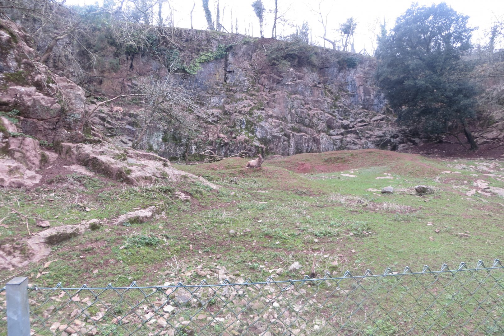 West Caucasian tur exhibit 050119