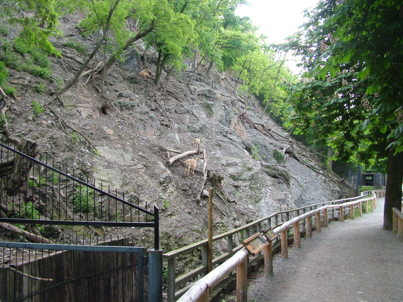 West Caucasian Tur exhibit at Prague, 24/05/10