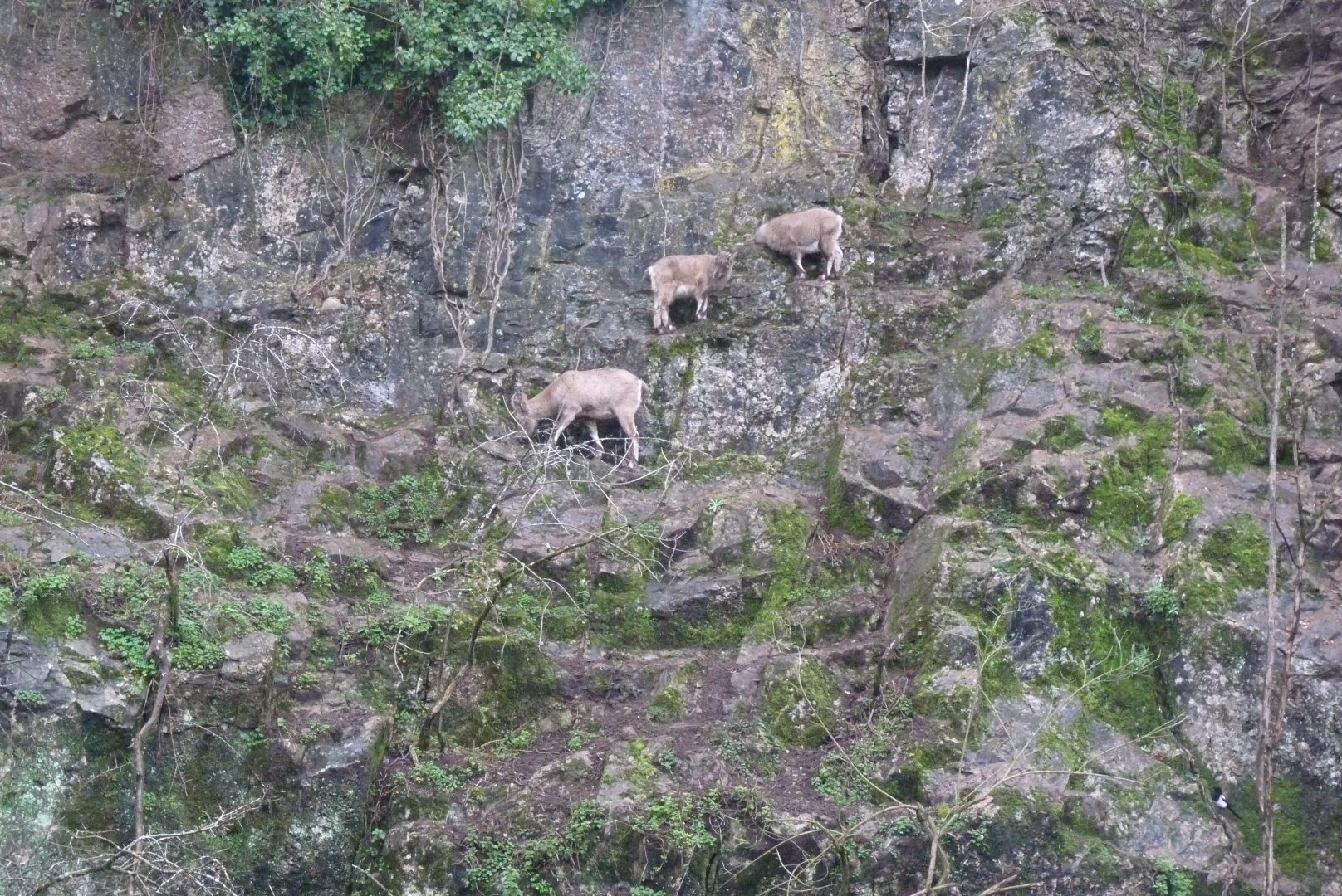 West Caucasian Tur exhibit, December 2016