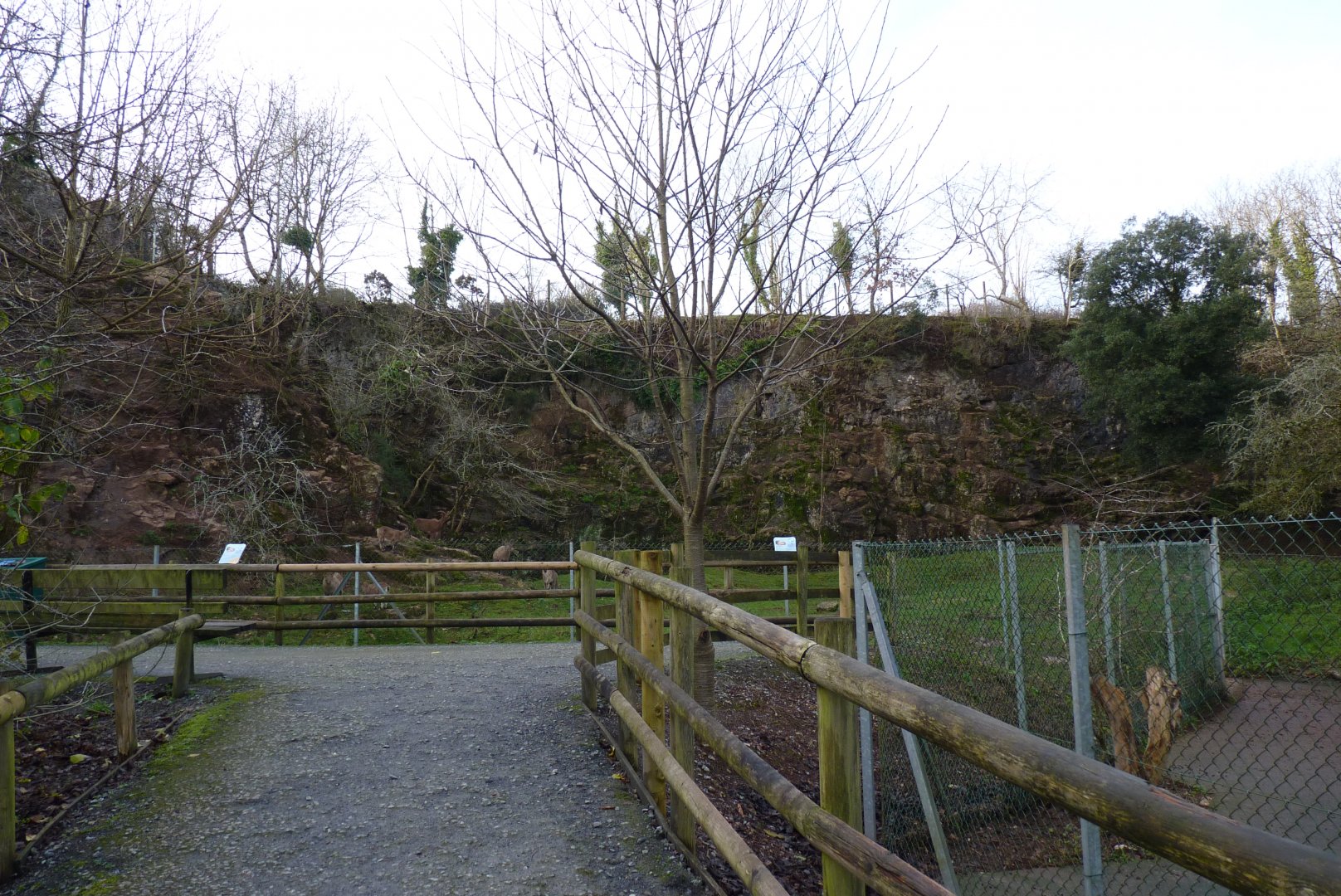 West Caucasian Tur exhibit, December 2016