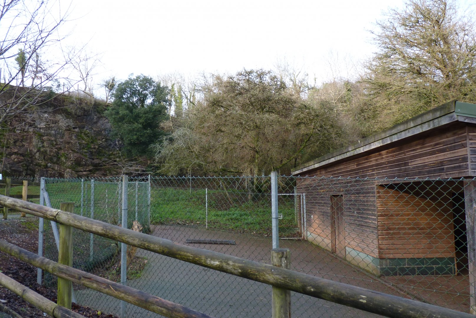 West Caucasian Tur exhibit, December 2016