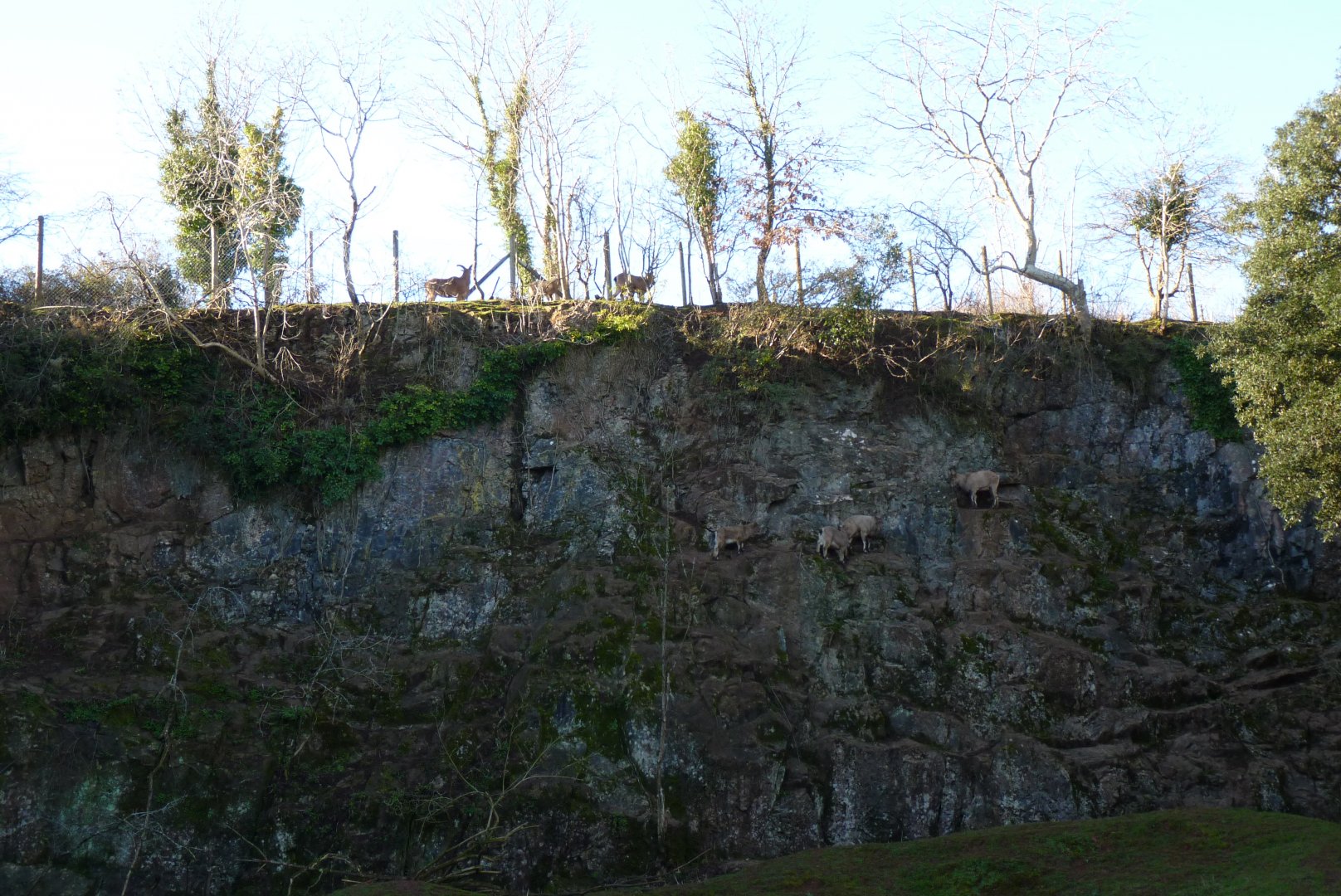 West Caucasian Tur exhibit, January 2017