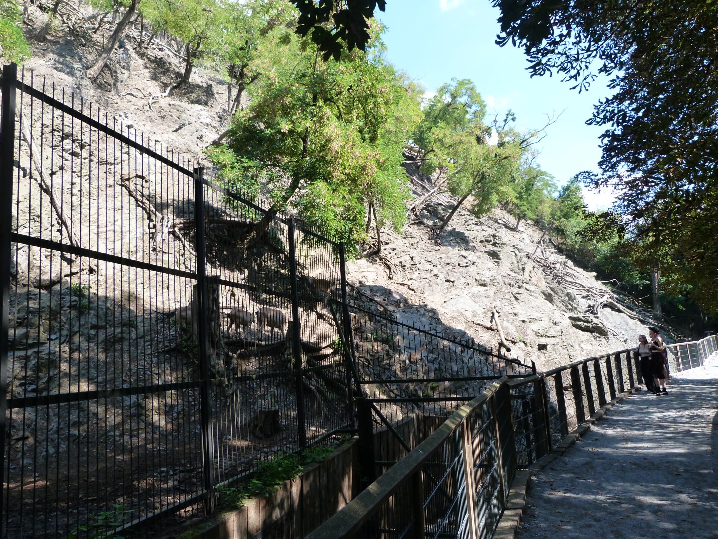 West Caucasian tur exhibit -Zoo Praha (2025)