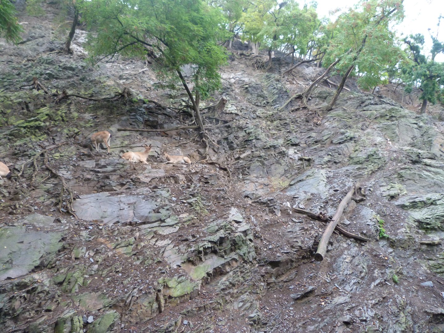 West Caucasian tur exhibit -Zoo Praha (2025)