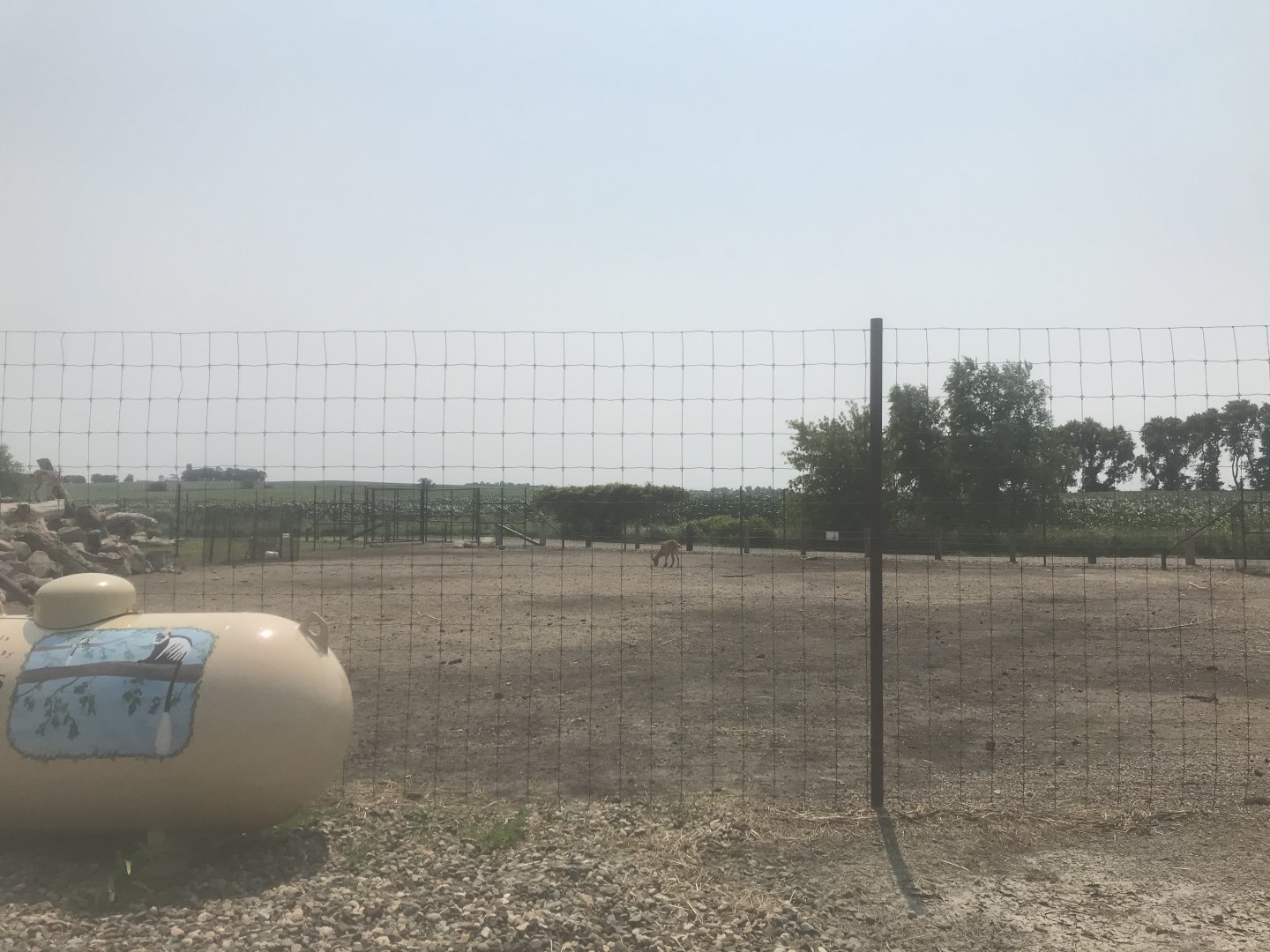 West Caucasian Tur Exhibit