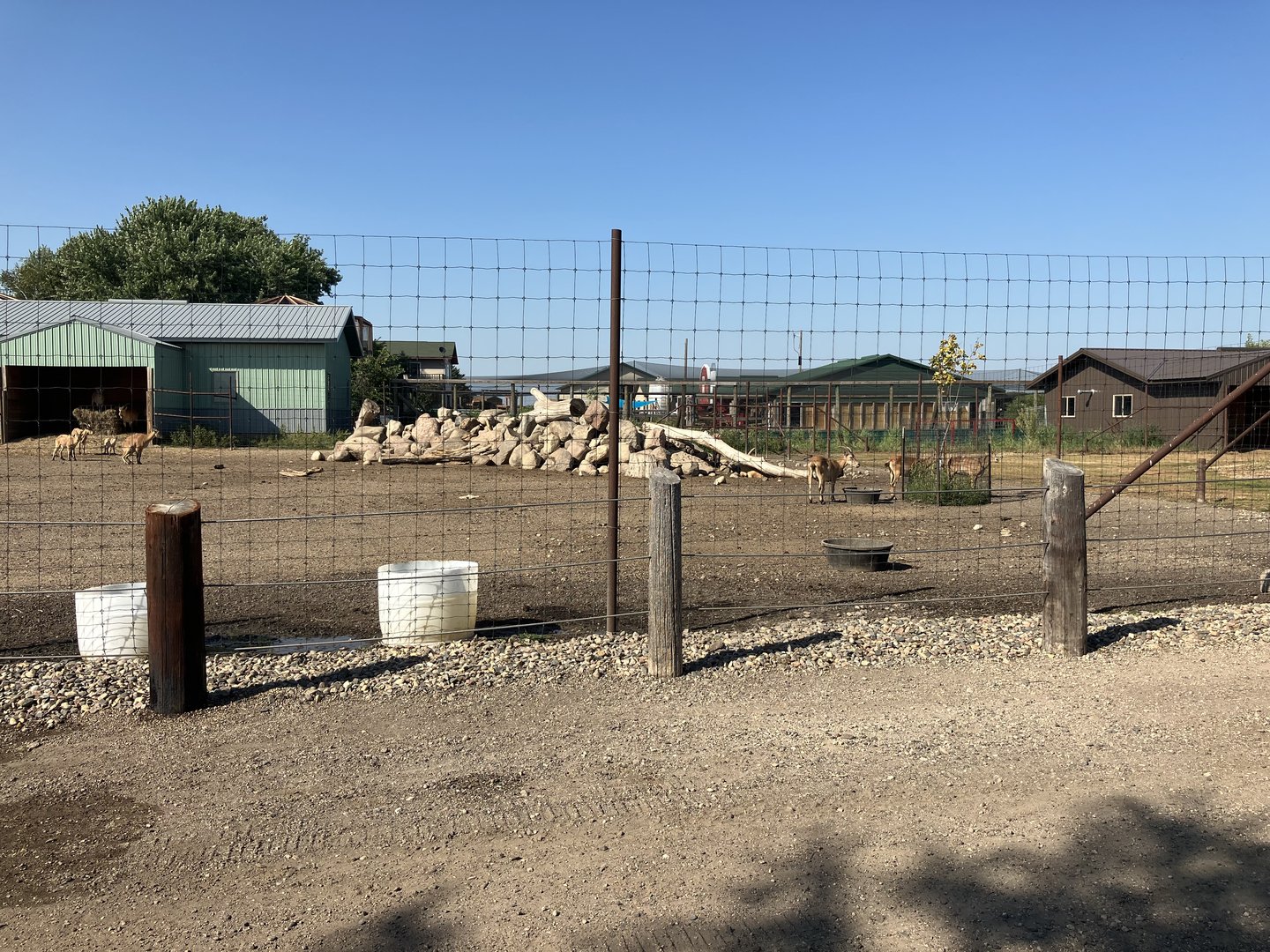 West Caucasian Tur Exhibit