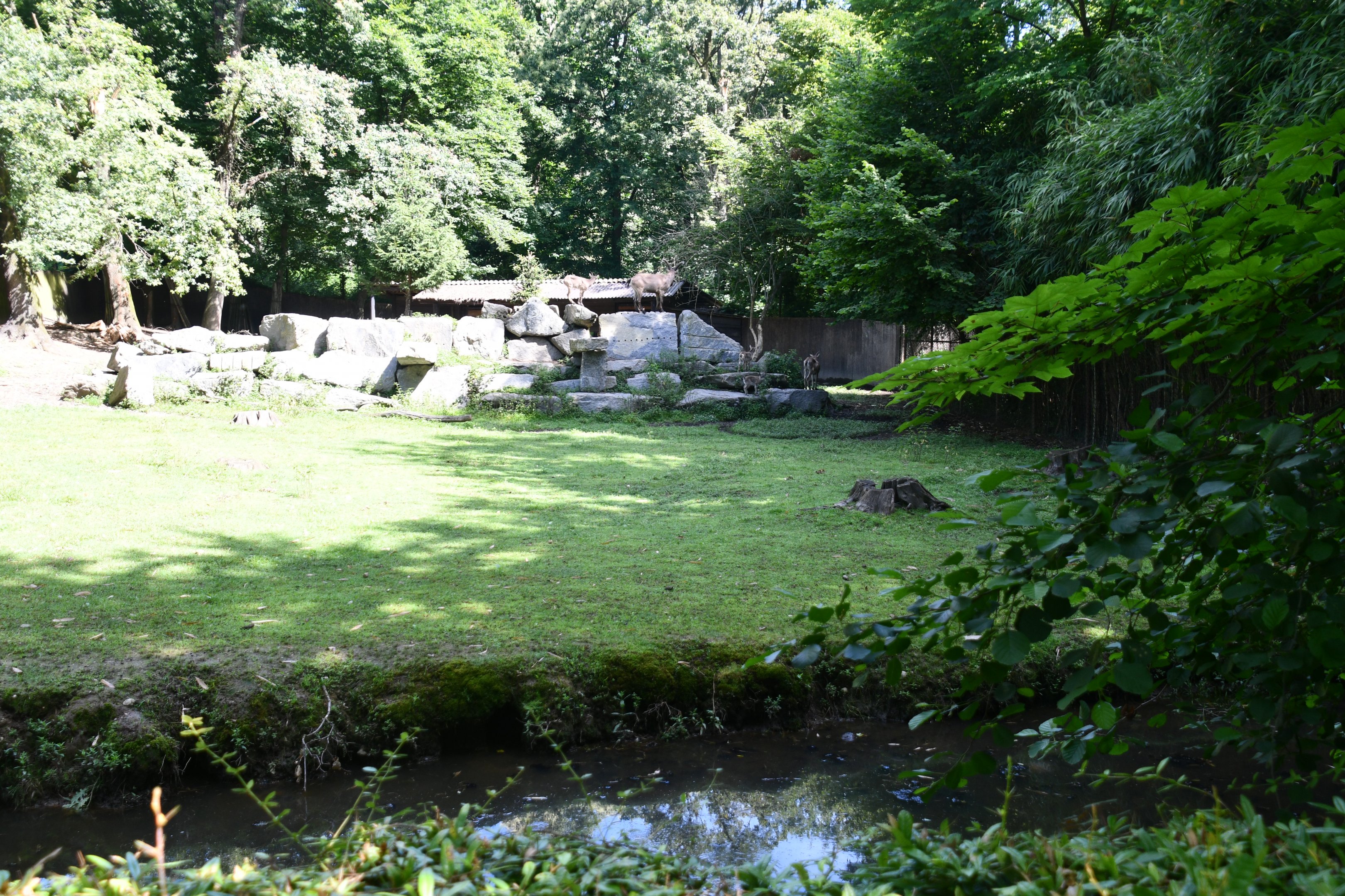 West Caucasian Tur exhibit