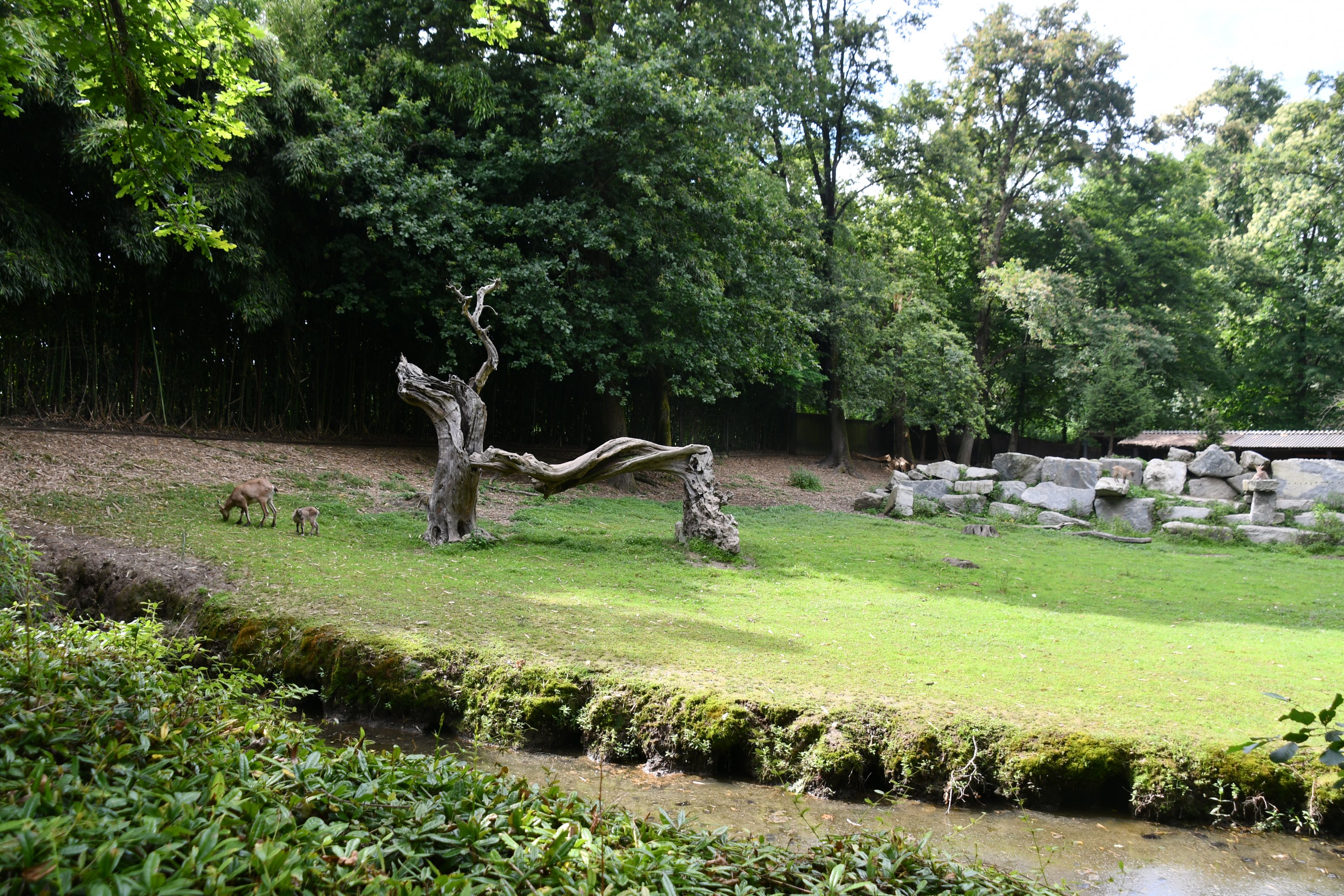 West Caucasian Tur exhibit