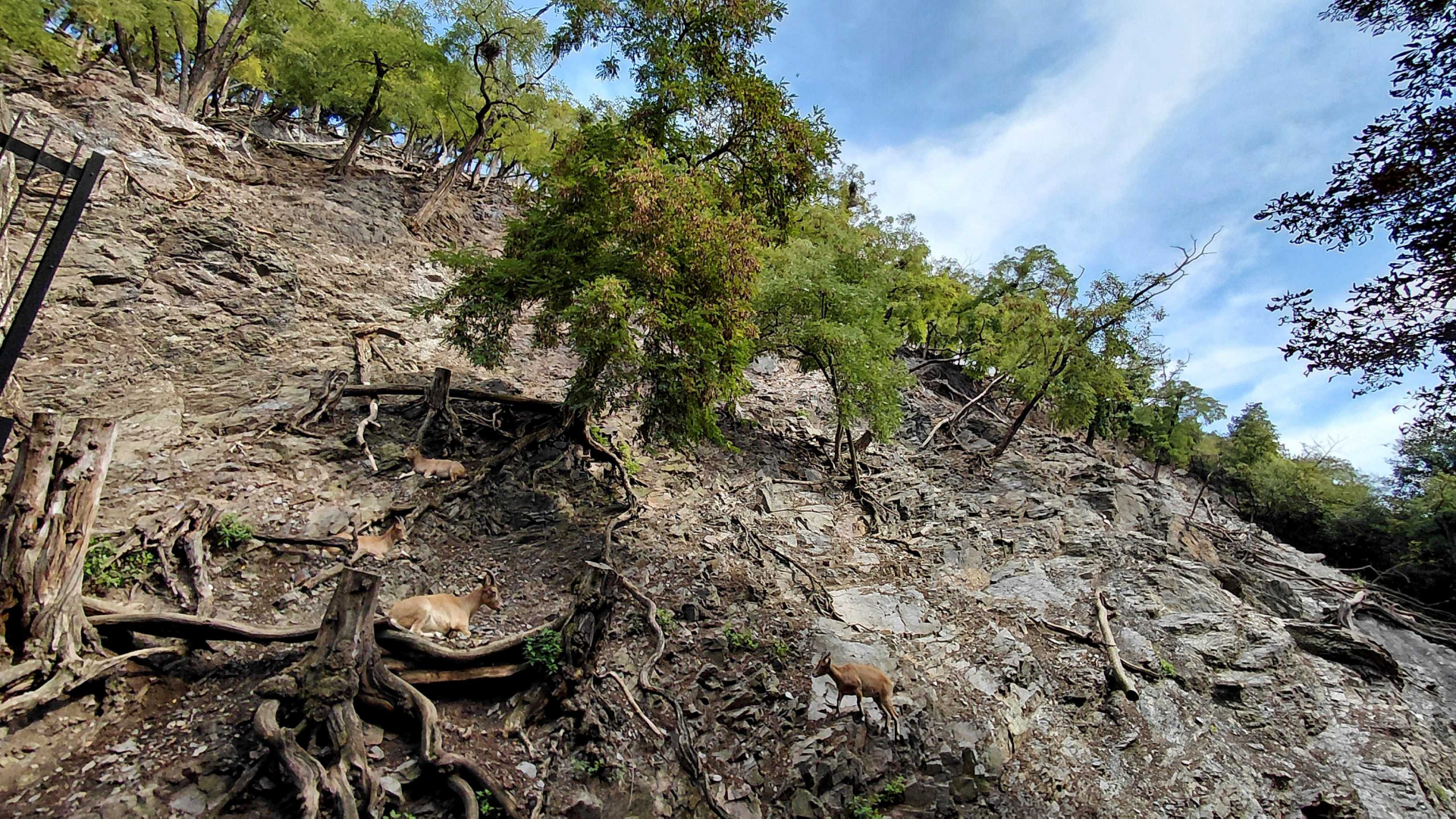 West Caucasian tur exhibit